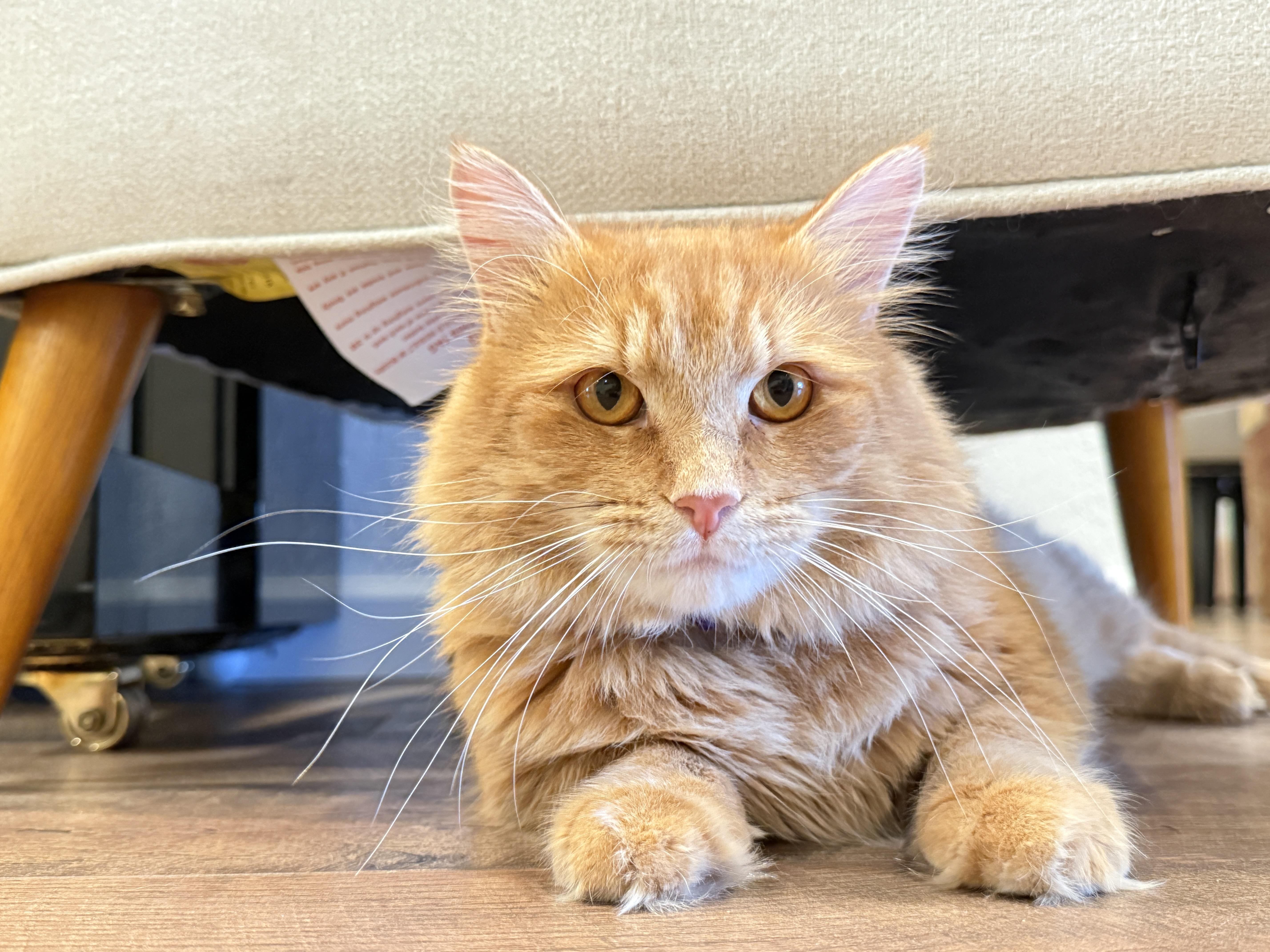 Enlarge Murphy, a Adoptable Domestic Long Hair in Keller, TX image 3/6