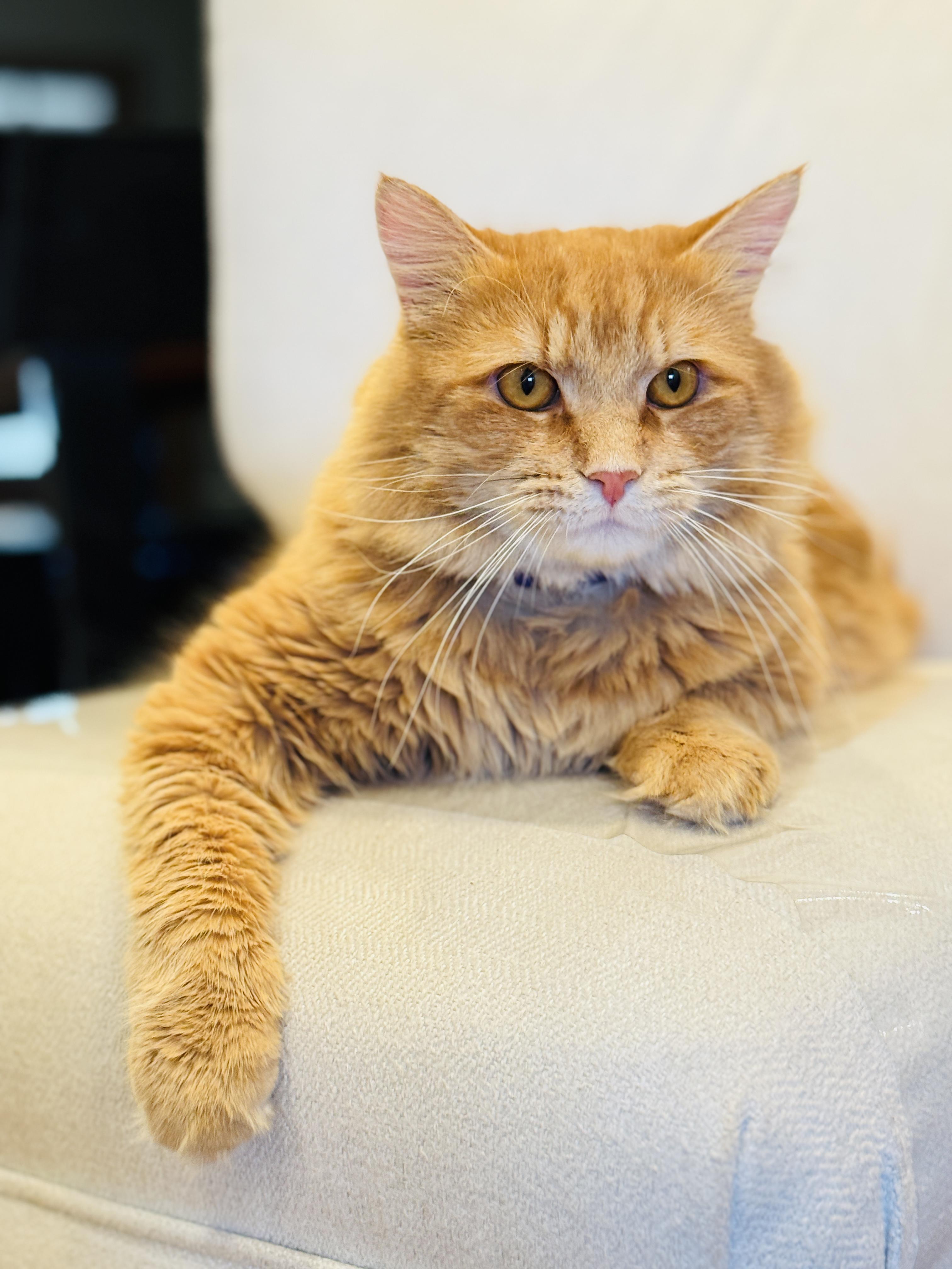 Enlarge Murphy, a Adoptable Domestic Long Hair in Keller, TX image 5/6