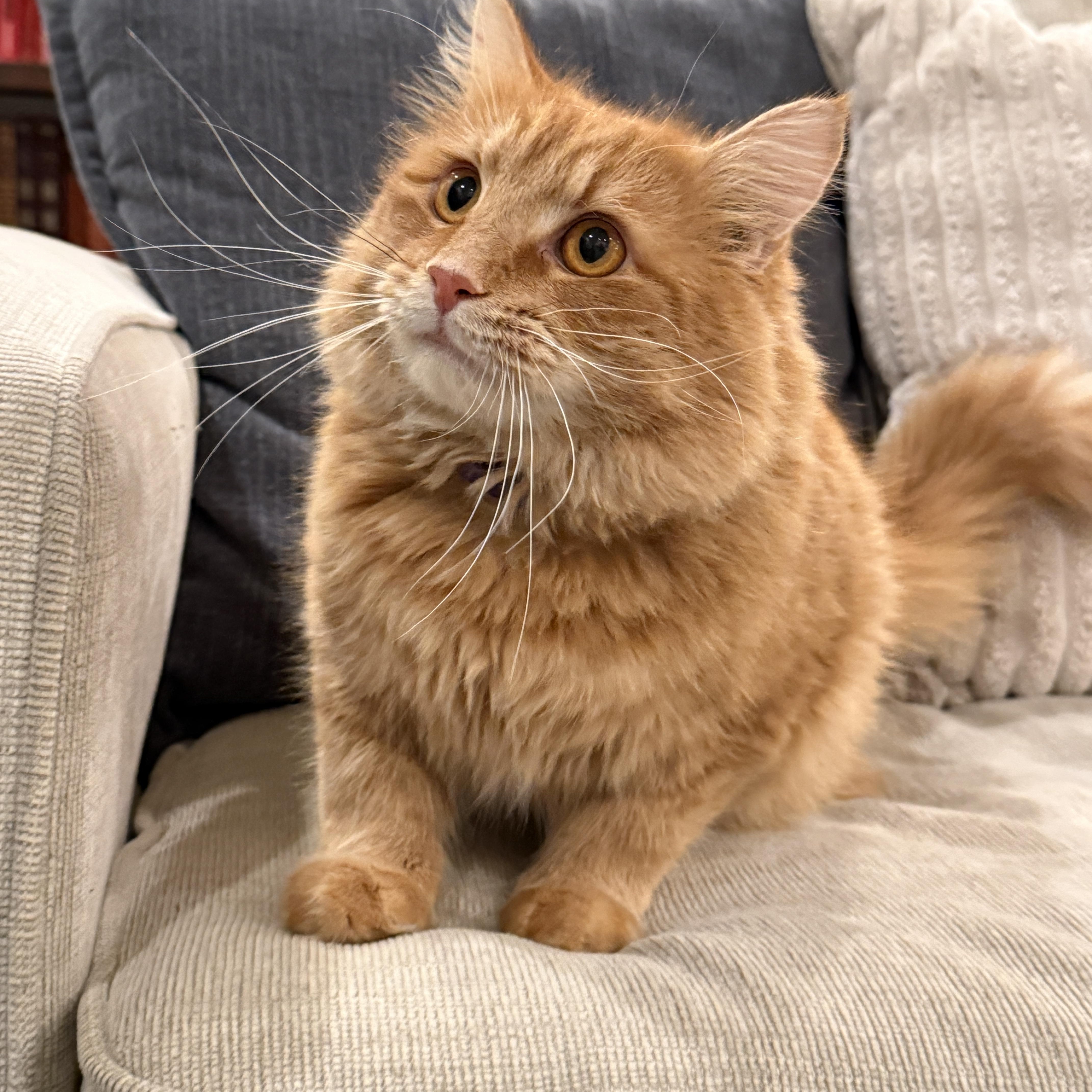 Enlarge Murphy, a Adoptable Domestic Long Hair in Keller, TX image 6/6
