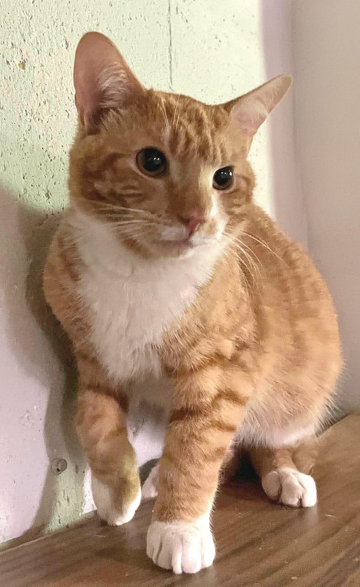 Zippy, a ADOPTABLE Domestic Short Hair in Attleboro, MA image 2/3
