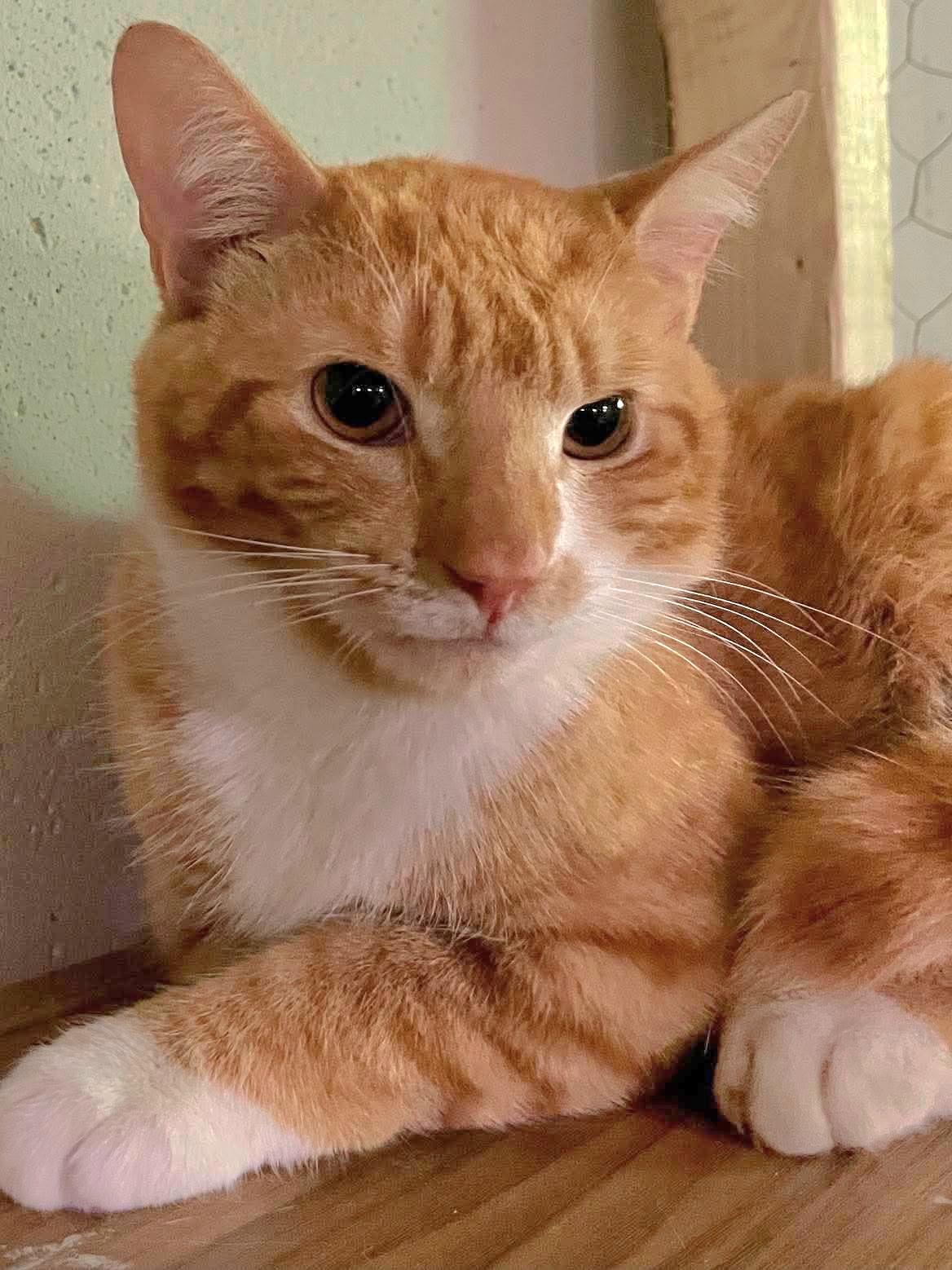 Zippy, a ADOPTABLE Domestic Short Hair in Attleboro, MA image 1/3