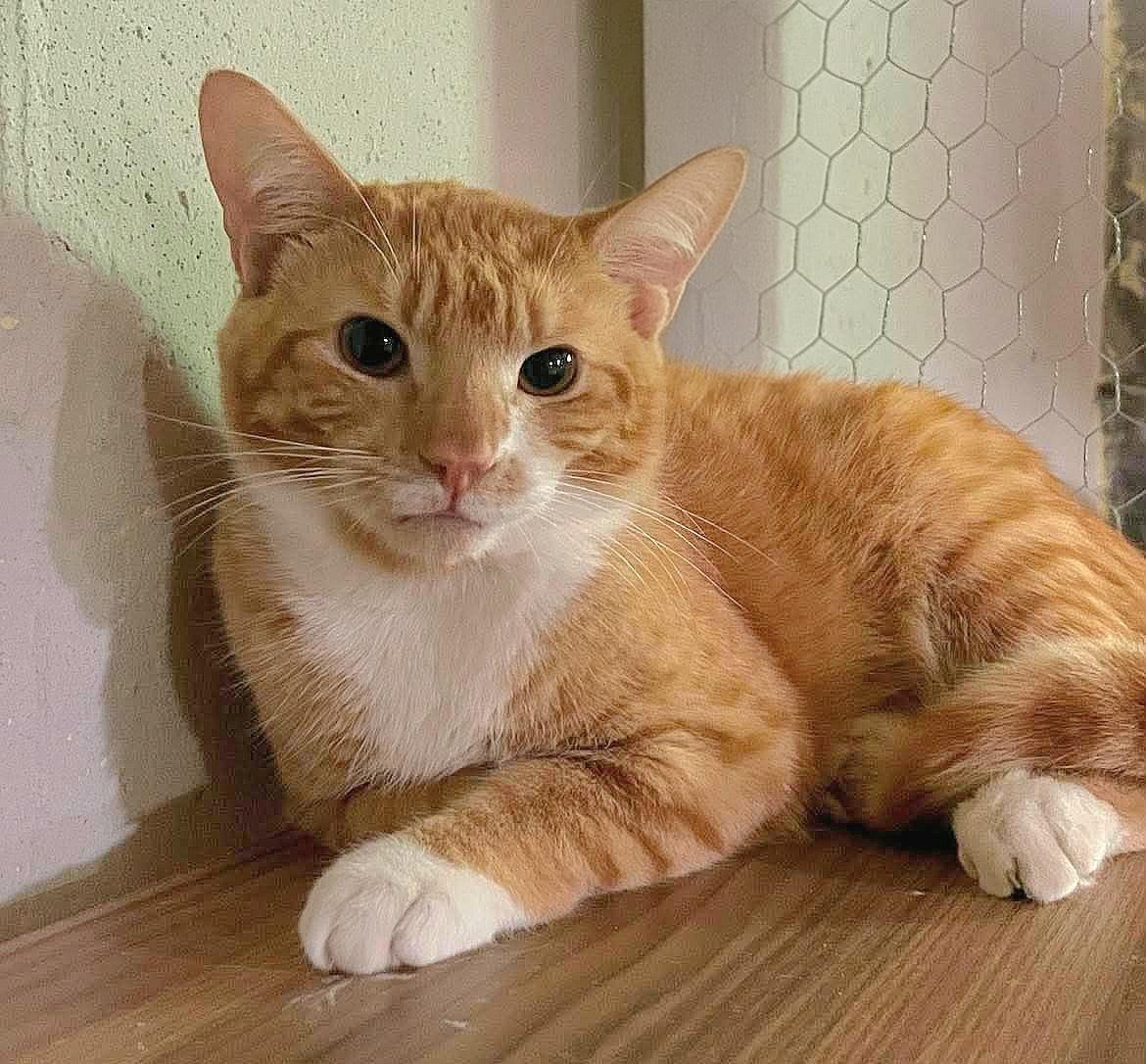 Zippy, a ADOPTABLE Domestic Short Hair in Attleboro, MA image 3/3