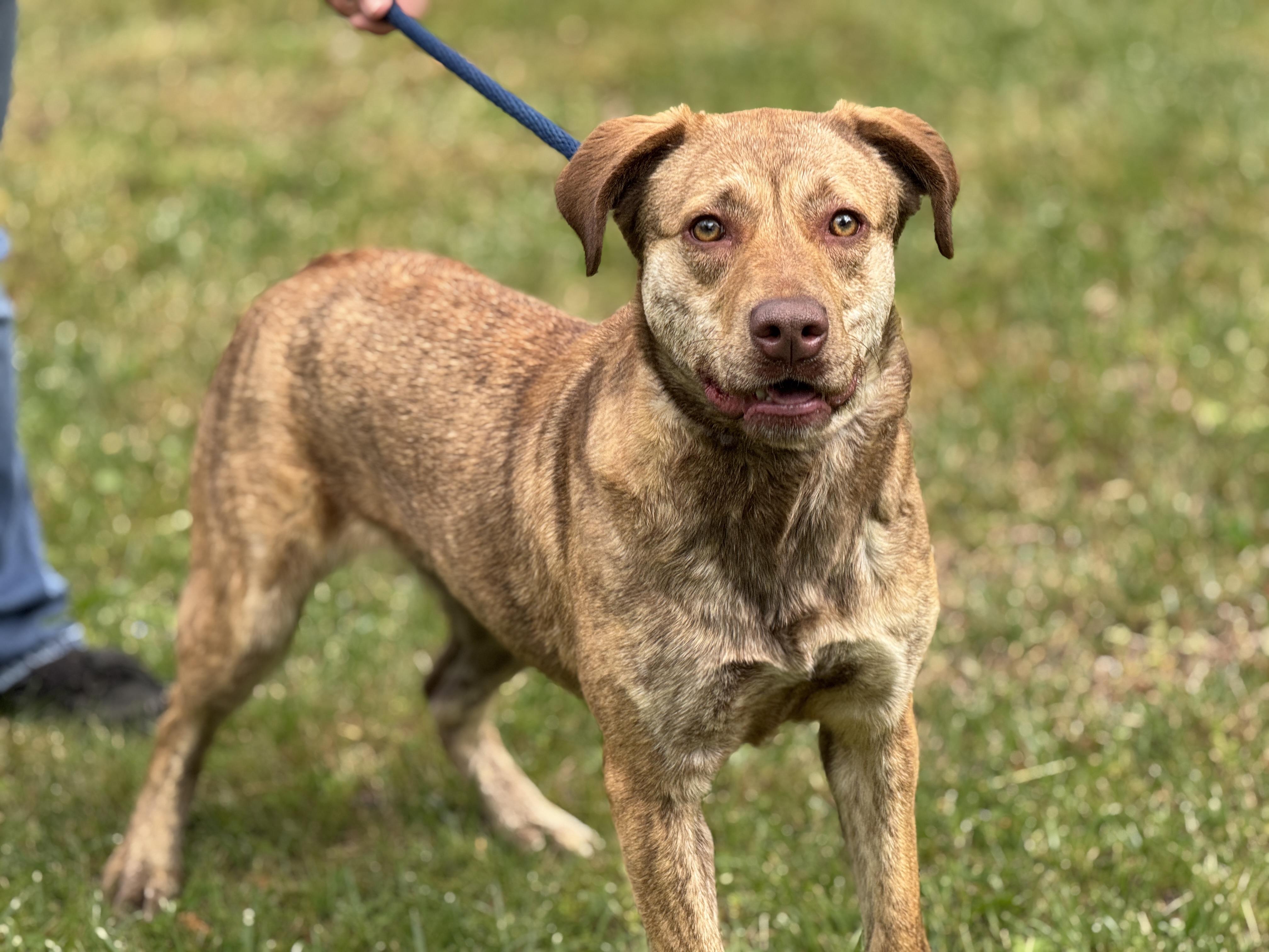 Enlarge Izzy, a ADOPTABLE mixed breed in Richmond, VA image 5/6