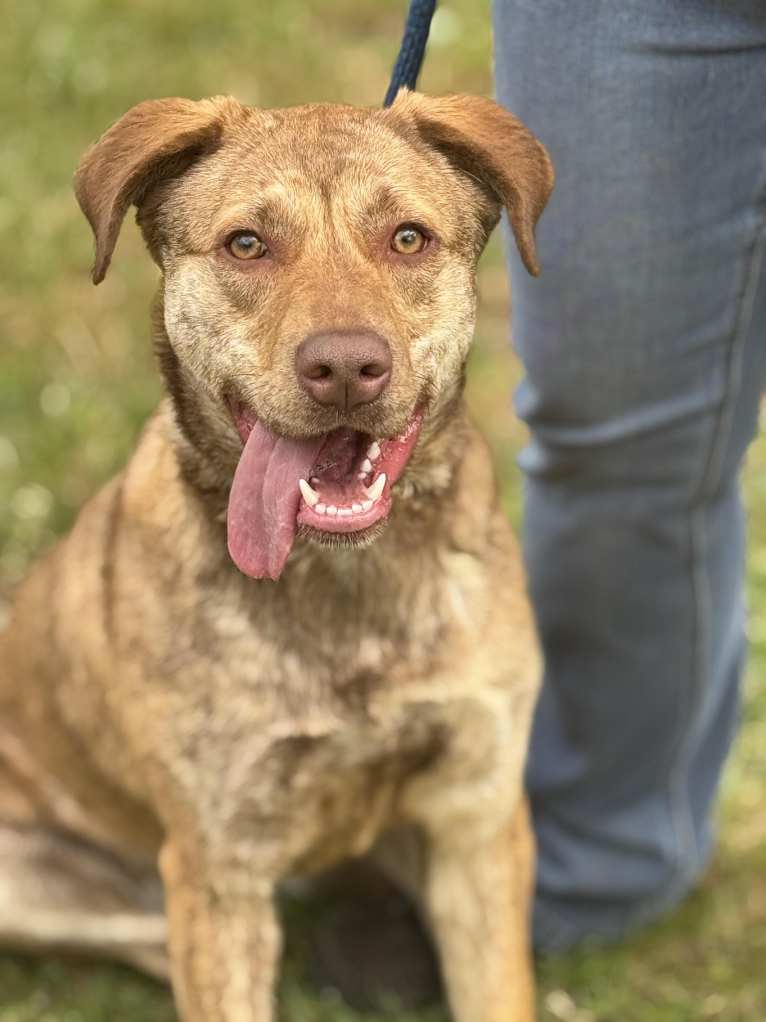 Izzy, ADOPTABLE, Young Female Chesapeake Bay Retriever.