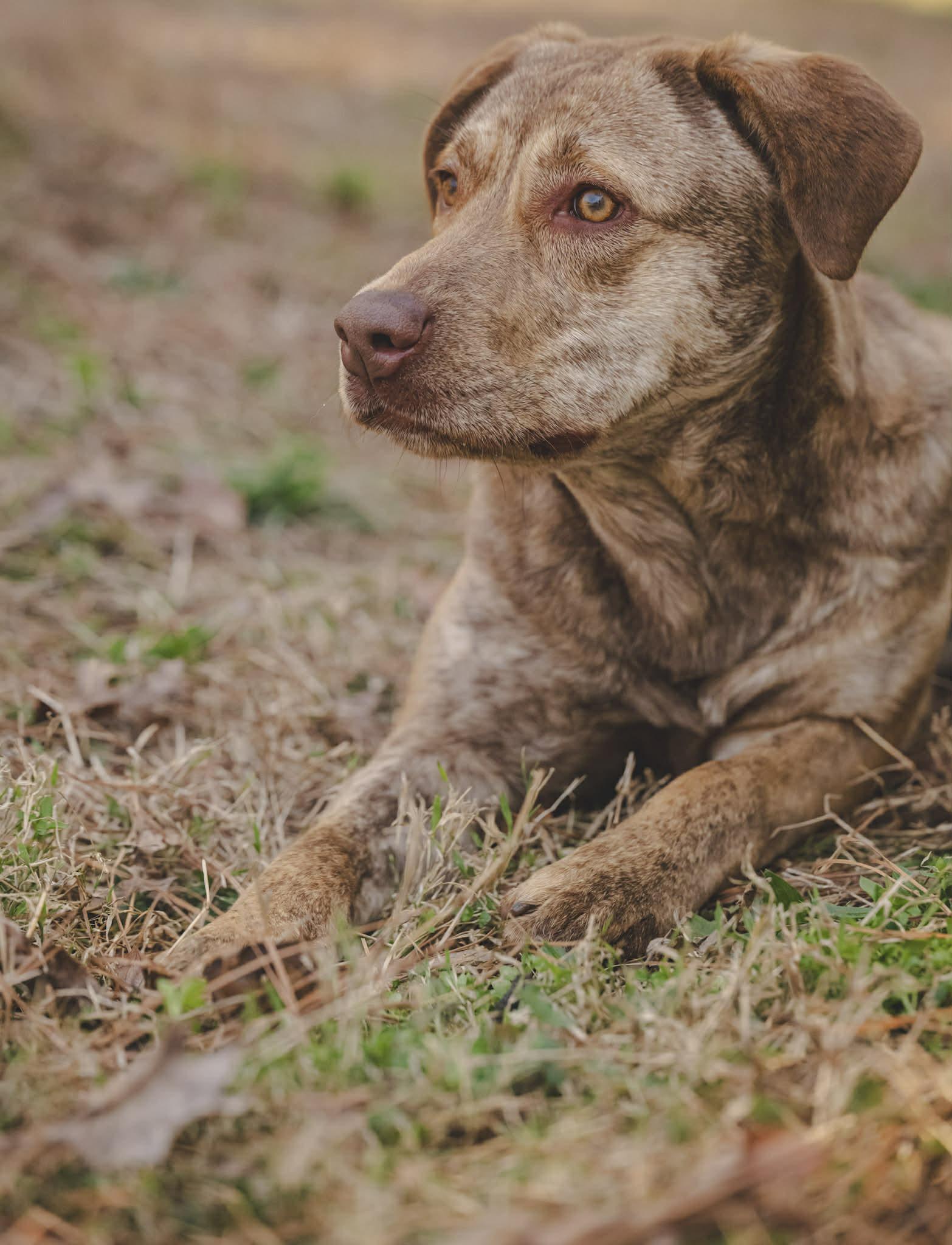 Enlarge Izzy, a ADOPTABLE mixed breed in Richmond, VA image 4/6