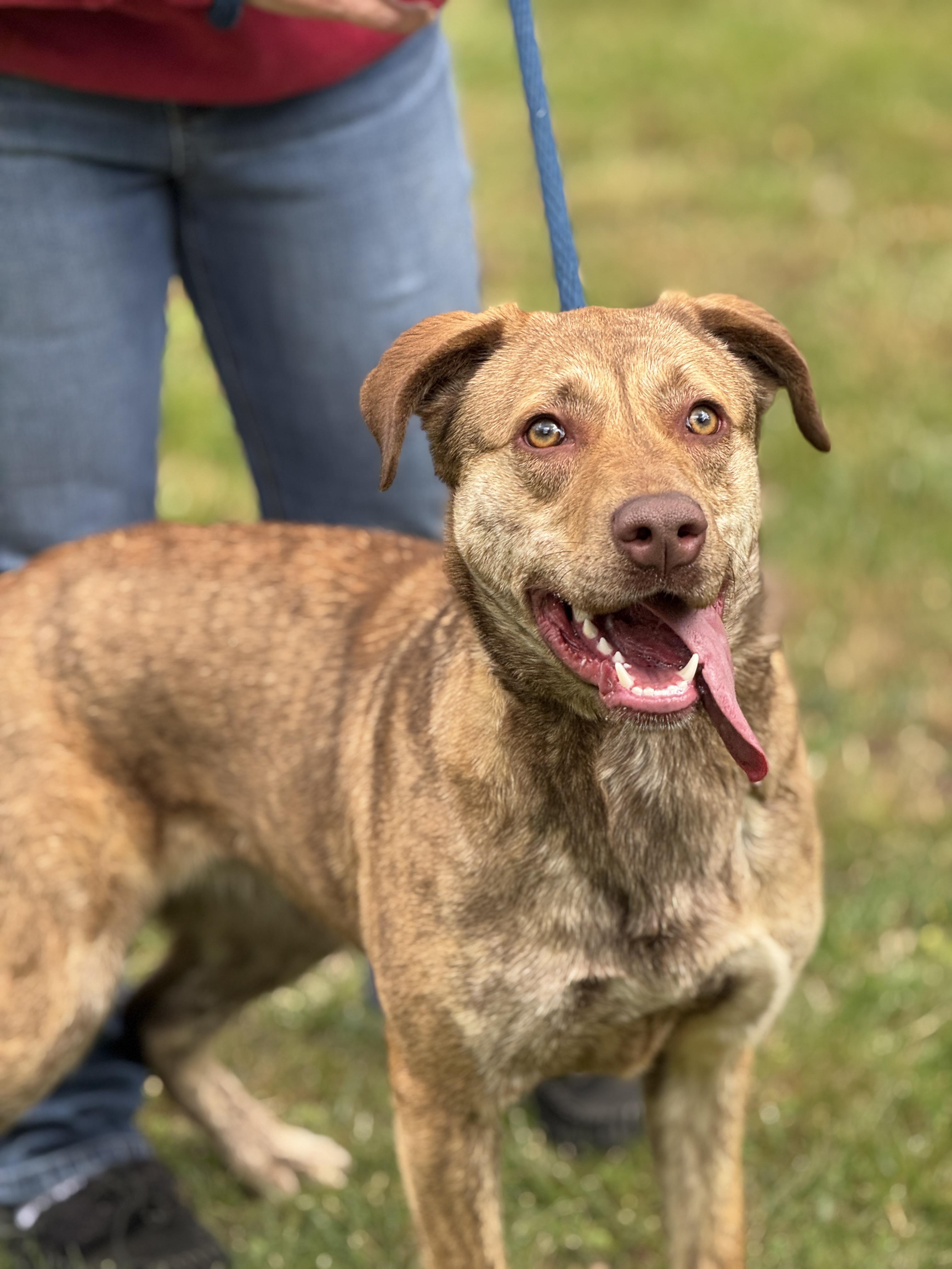 Enlarge Izzy, a ADOPTABLE mixed breed in Richmond, VA image 6/6