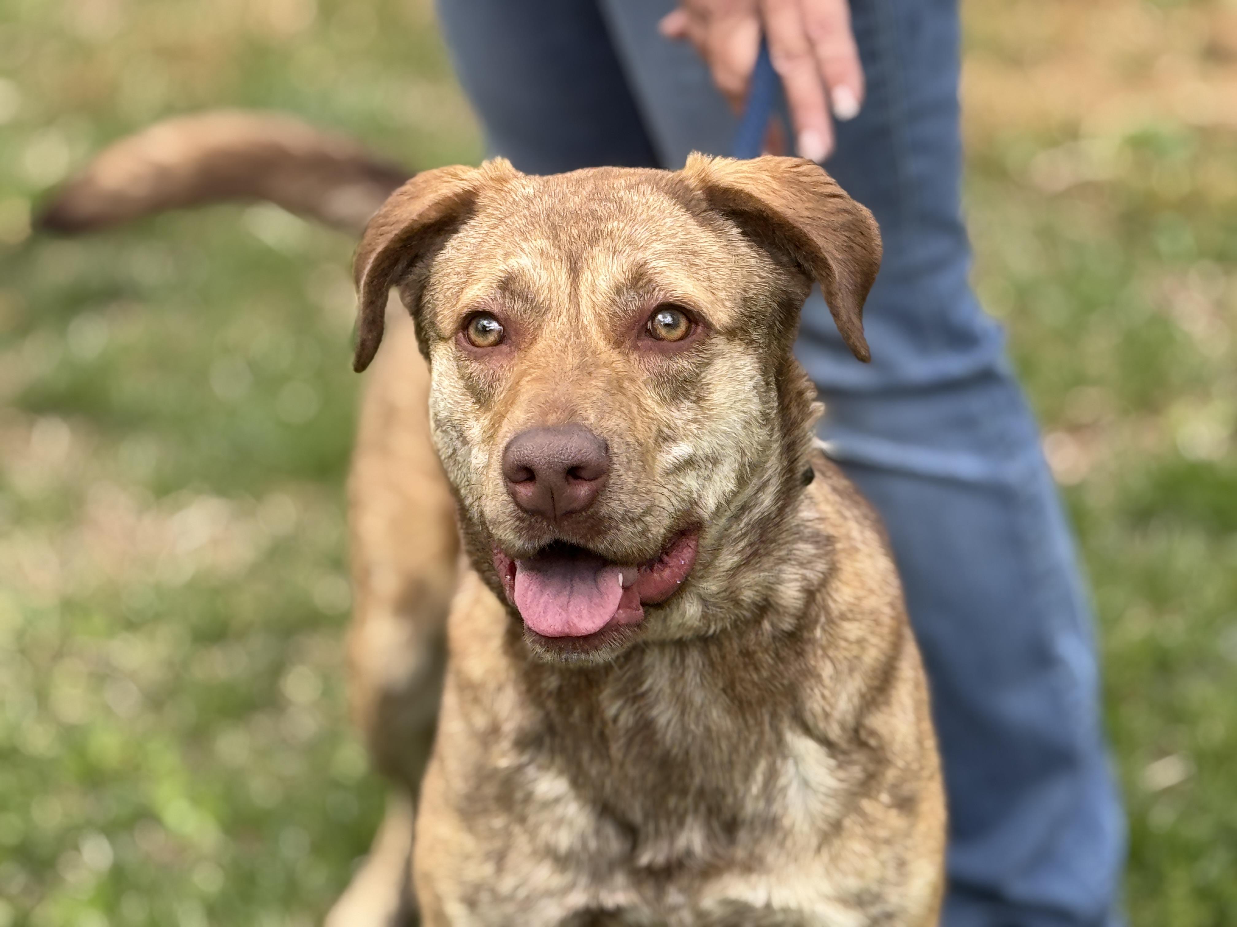 Enlarge Izzy, a ADOPTABLE mixed breed in Richmond, VA image 2/6