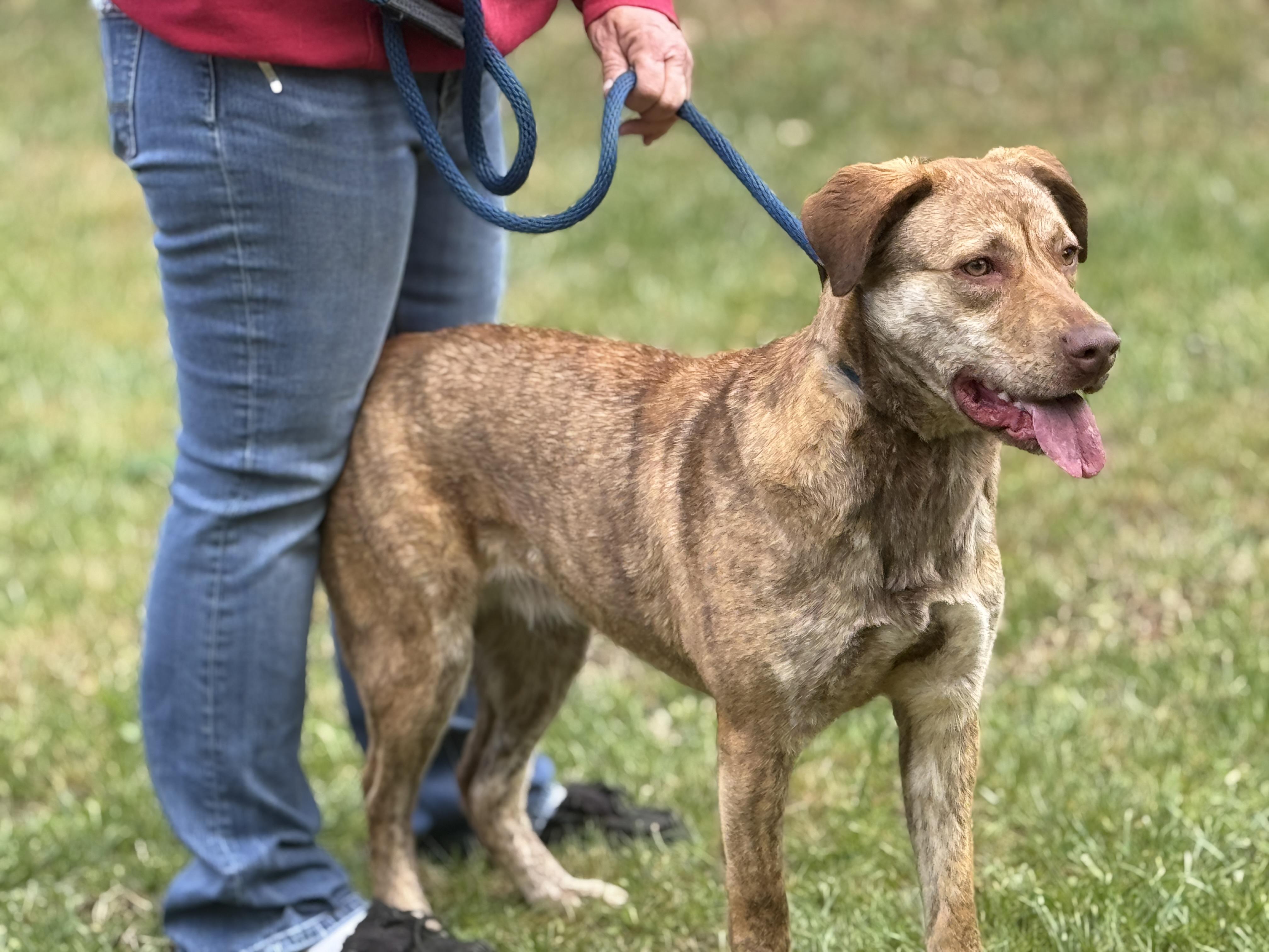 Enlarge Izzy, a ADOPTABLE mixed breed in Richmond, VA image 3/6