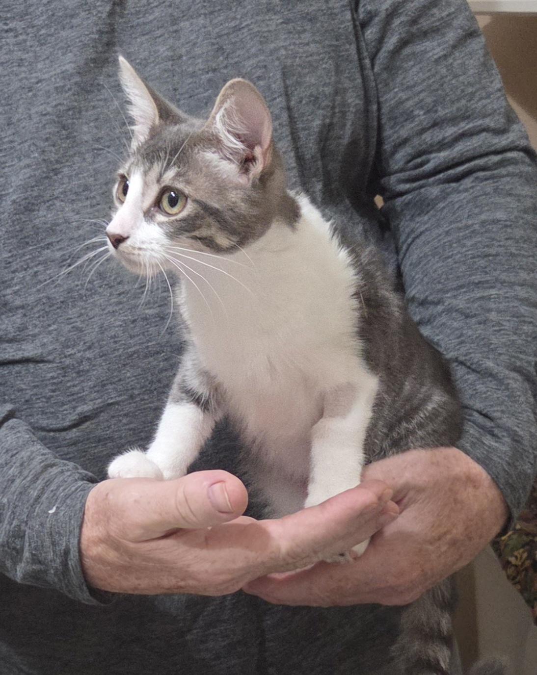 Enlarge CUPCAKE, a ADOPTABLE mixed breed in Harrison, MI image 2/3