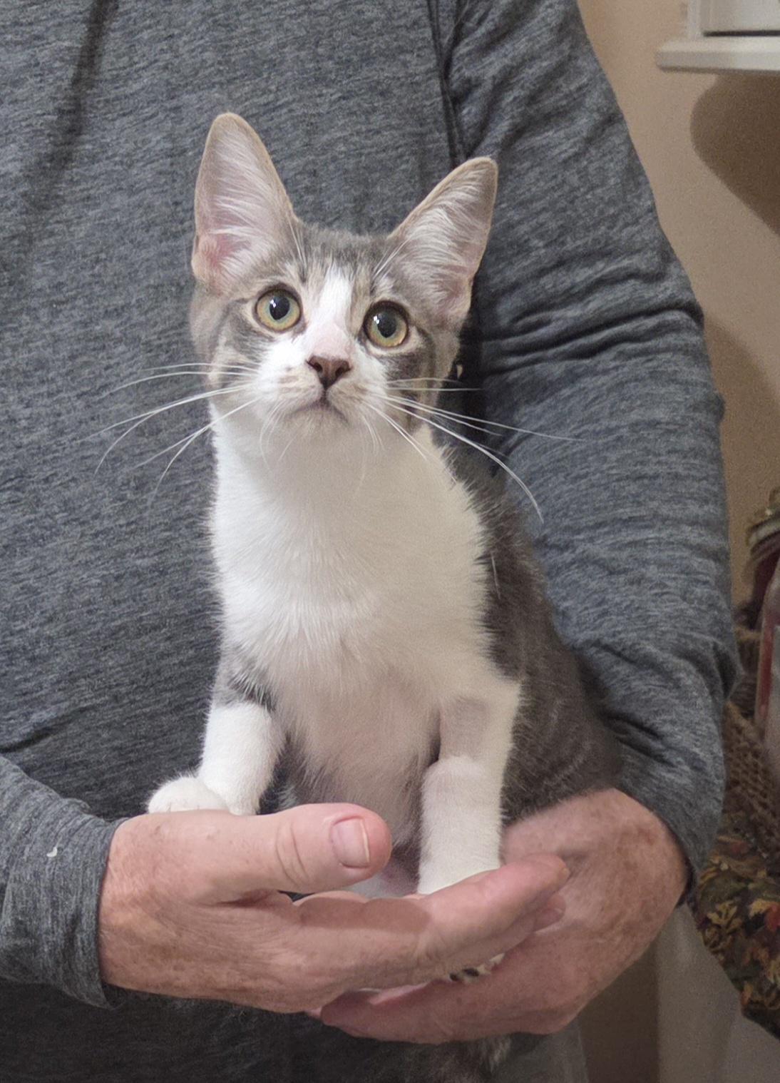 Enlarge CUPCAKE, a ADOPTABLE mixed breed in Harrison, MI image 3/3