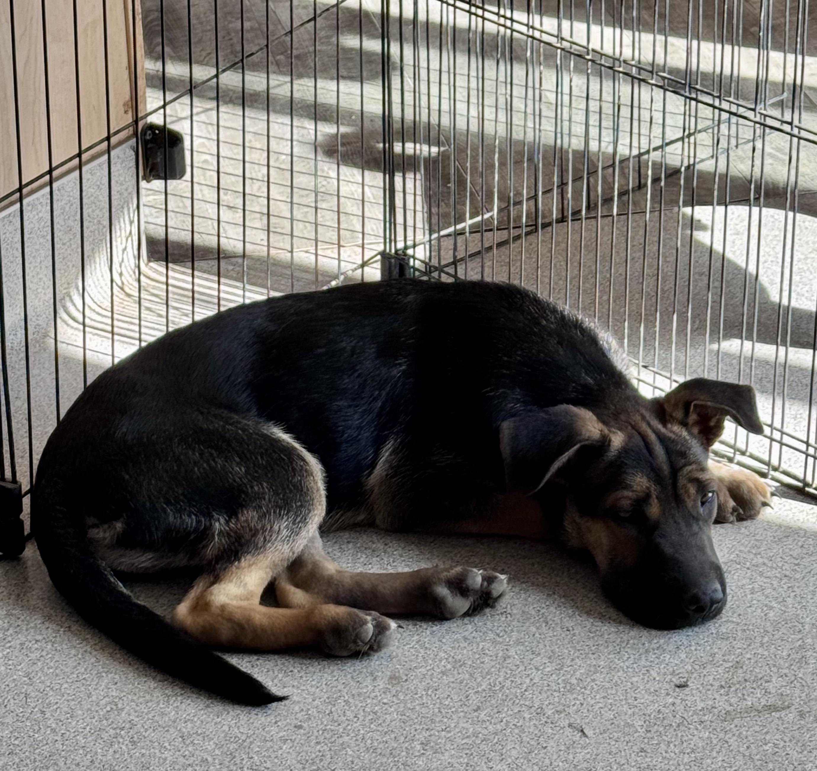 Enlarge Stewart, an adopted German Shepherd Dog in Bend, OR image 2/2