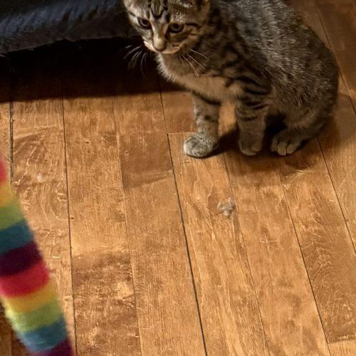 Grady, Adoptable, Kitten Male Domestic Short Hair.