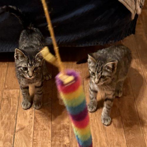 Grady, a Adoptable Domestic Short Hair in Kenosha, WI image 2/4