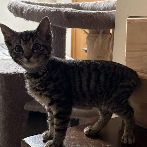 Grady, a Adoptable Domestic Short Hair in Kenosha, WI image 3/4