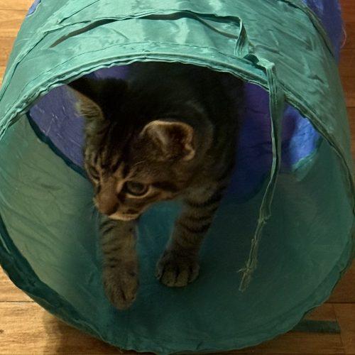 Grady, a Adoptable Domestic Short Hair in Kenosha, WI image 4/4