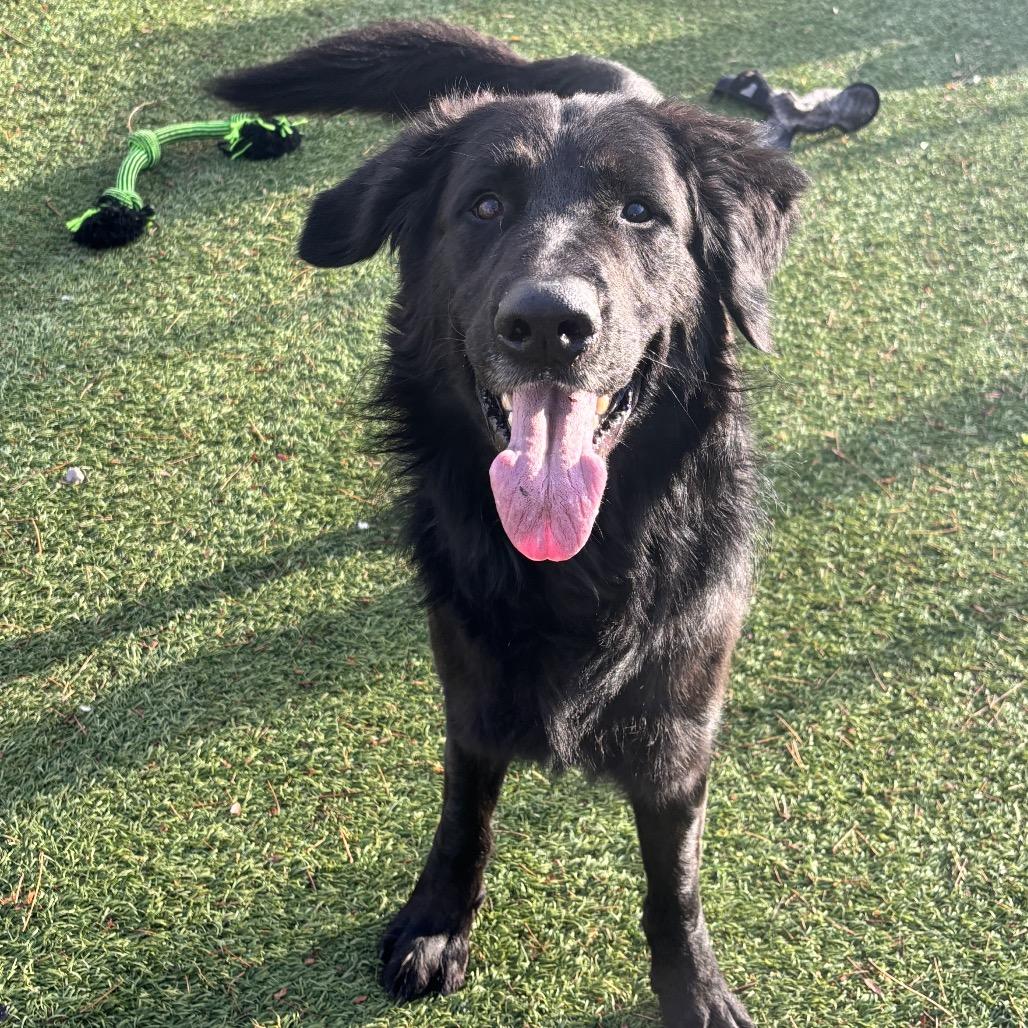 Leo, Adoptable, Adult Male Labrador Retriever & Golden Retriever.