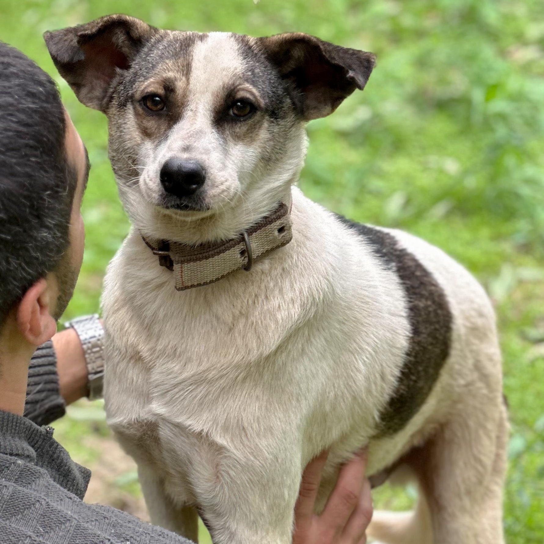 ROBERT, Adoptable, Adult Male Canaan Dog & Terrier.