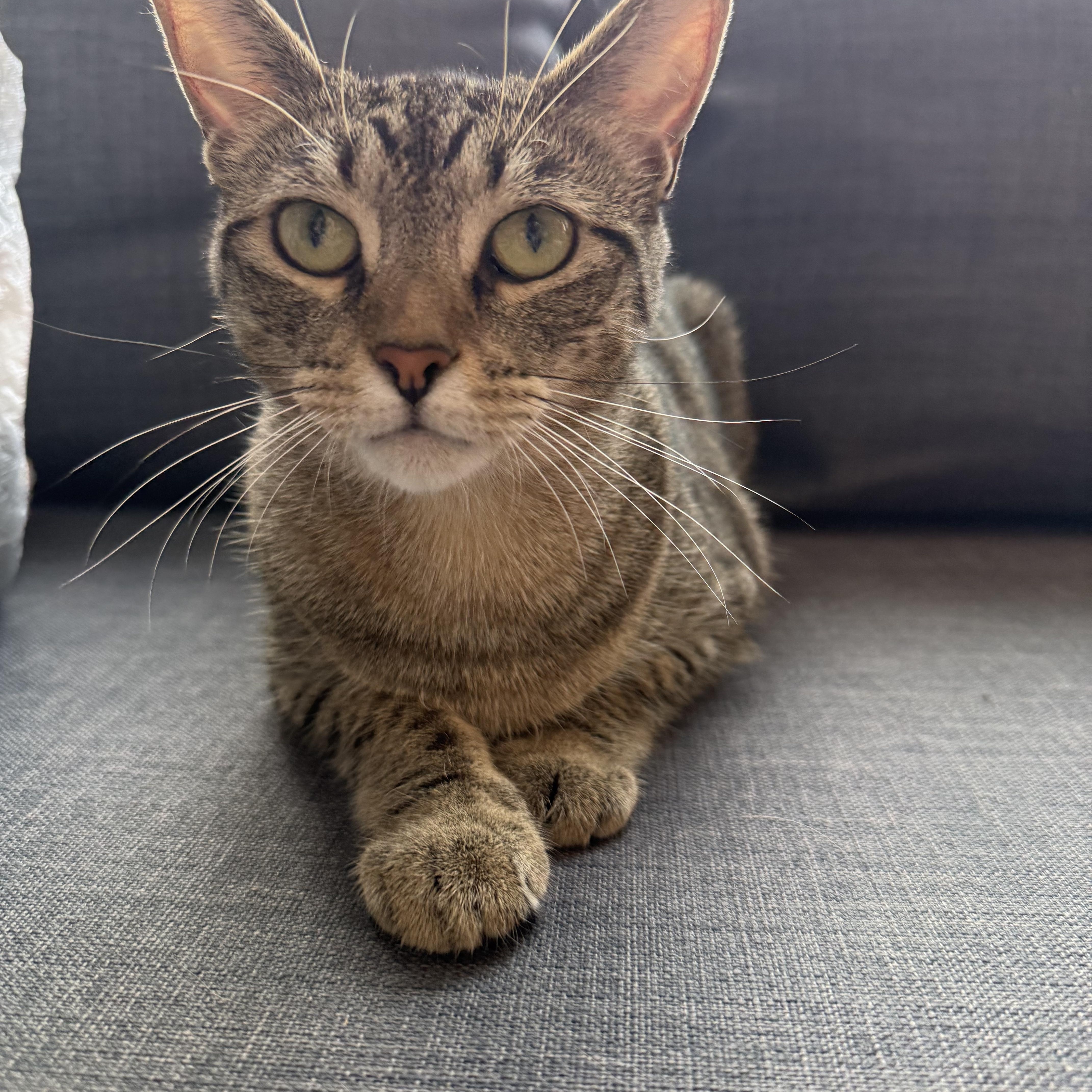 Enlarge Mimi, a Adopted Domestic Short Hair in Watchung, NJ image 3/4