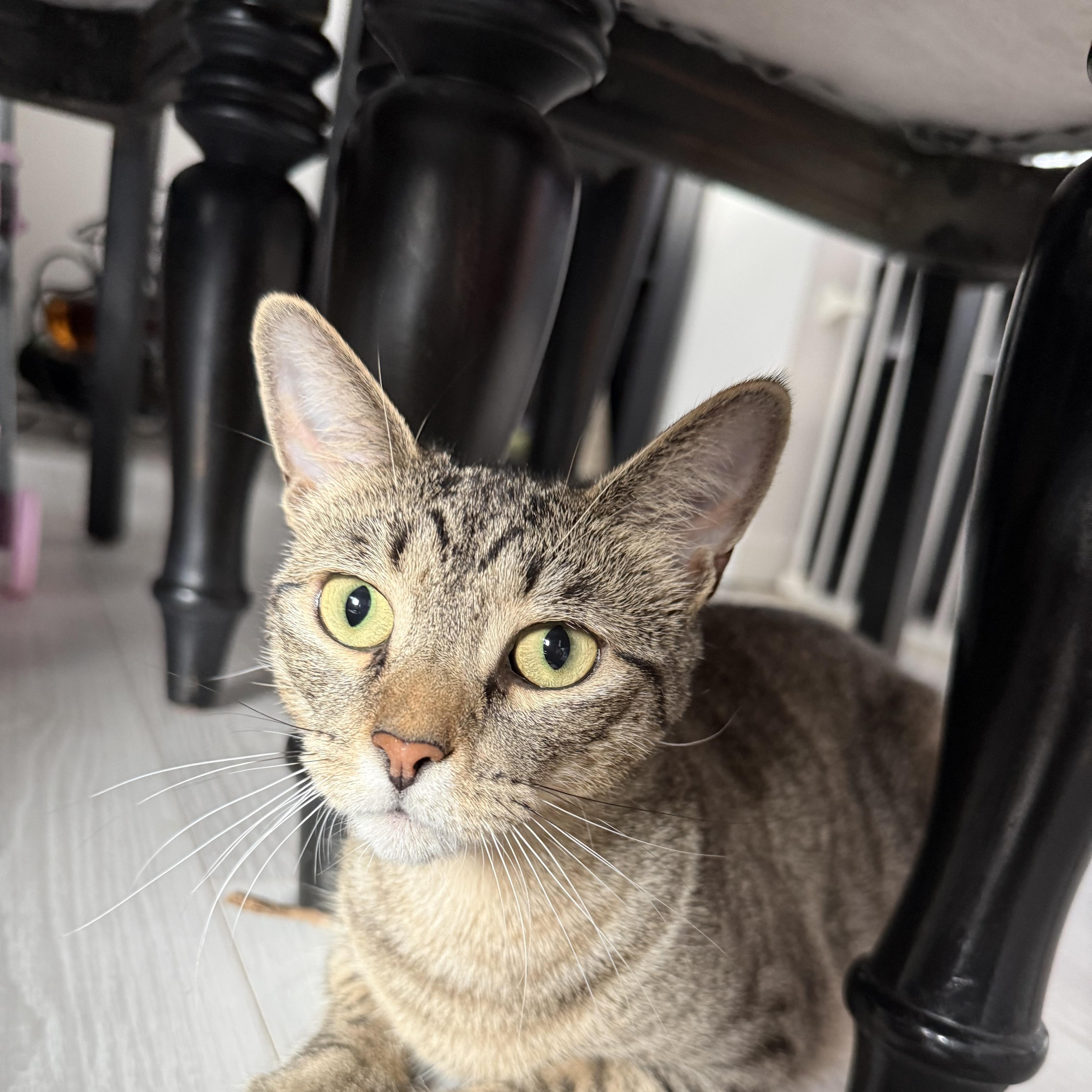 Mimi, Adopted, Young Female Domestic Short Hair.