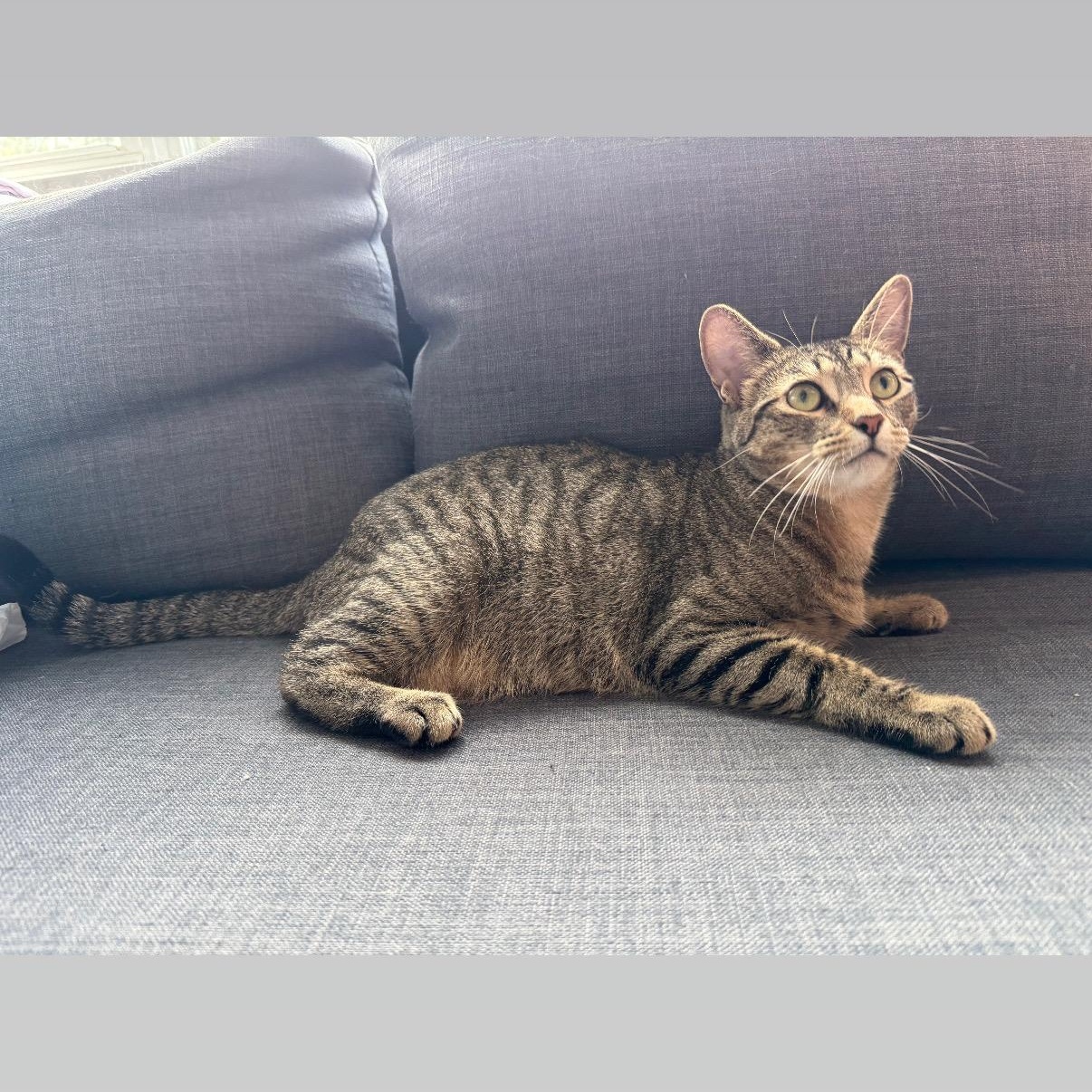Enlarge Mimi, a Adopted Domestic Short Hair in Watchung, NJ image 2/4
