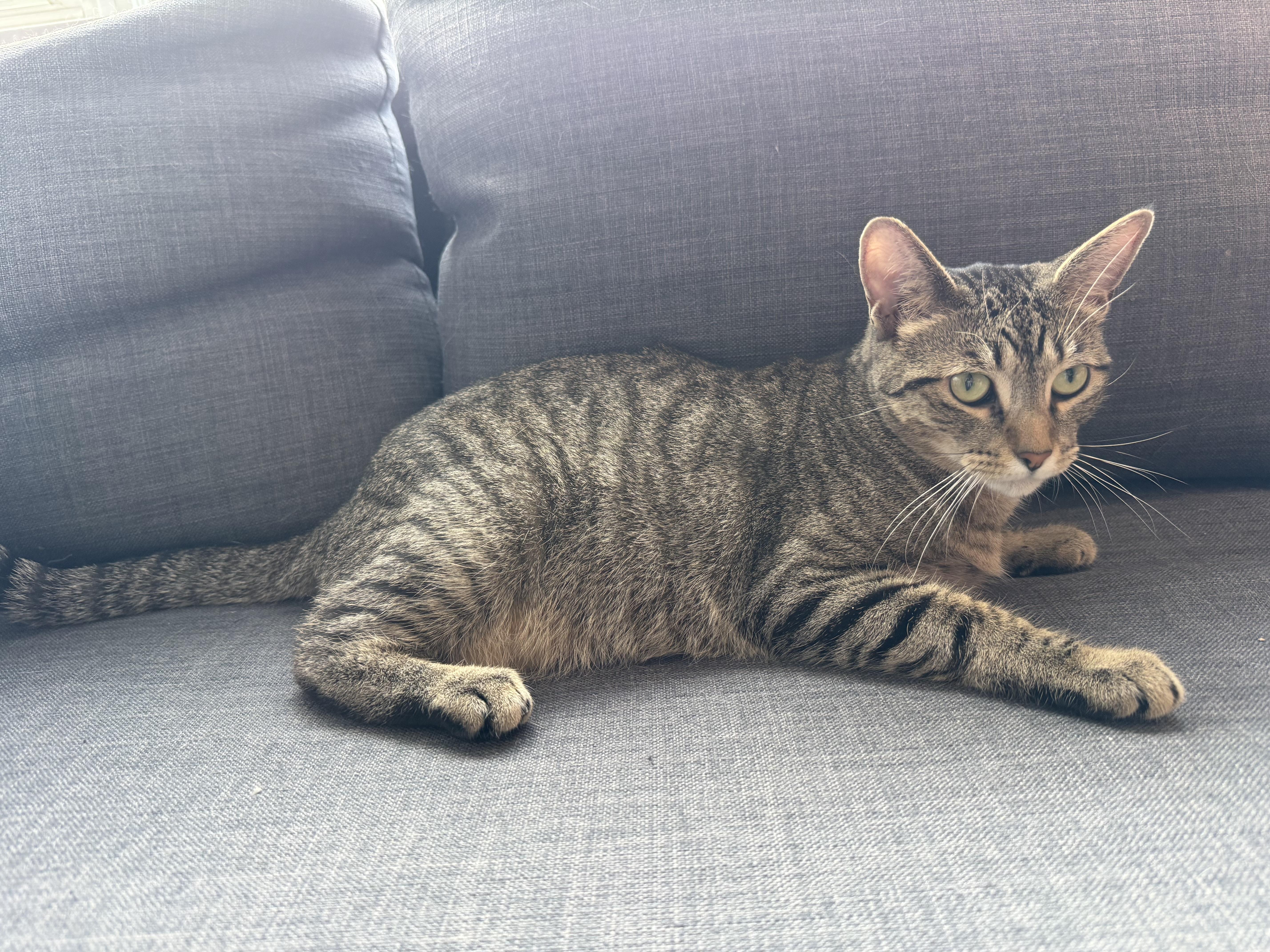 Enlarge Mimi, a Adopted Domestic Short Hair in Watchung, NJ image 4/4