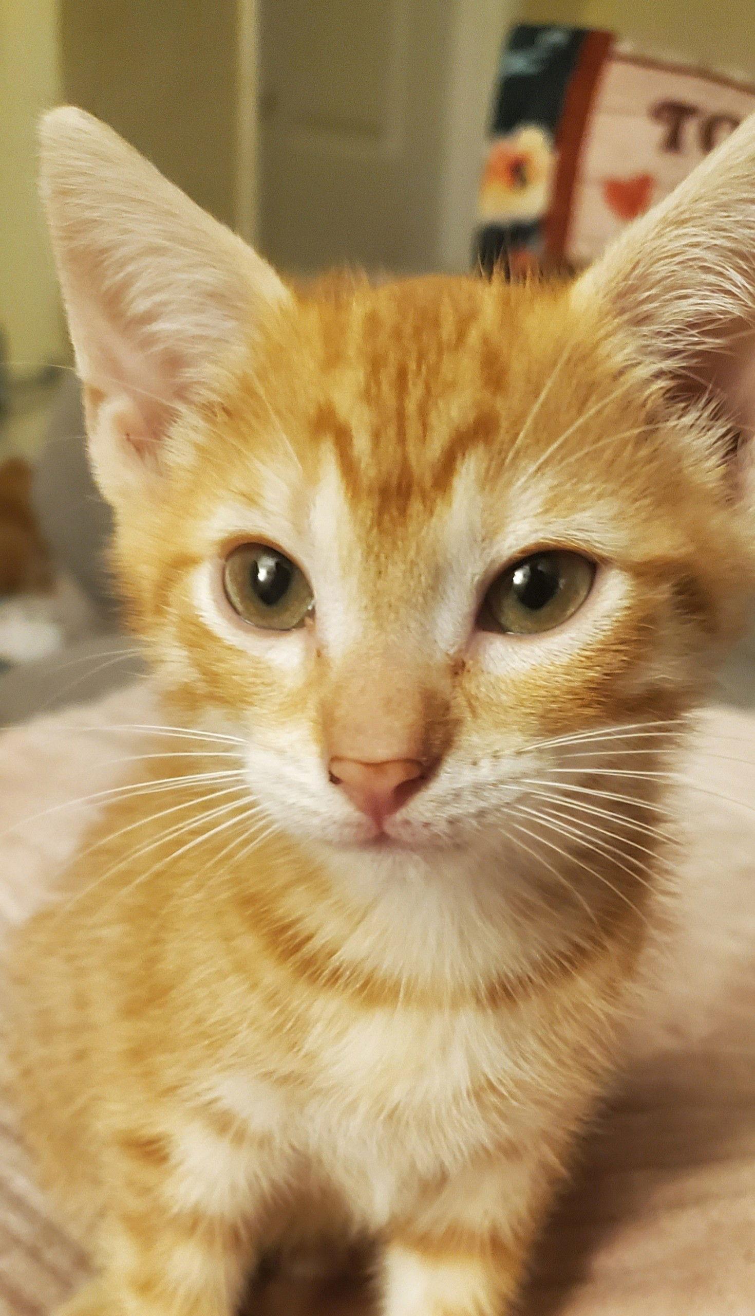 Enlarge Bart, a Adoptable American Shorthair in Oakland Park, FL image 1/3