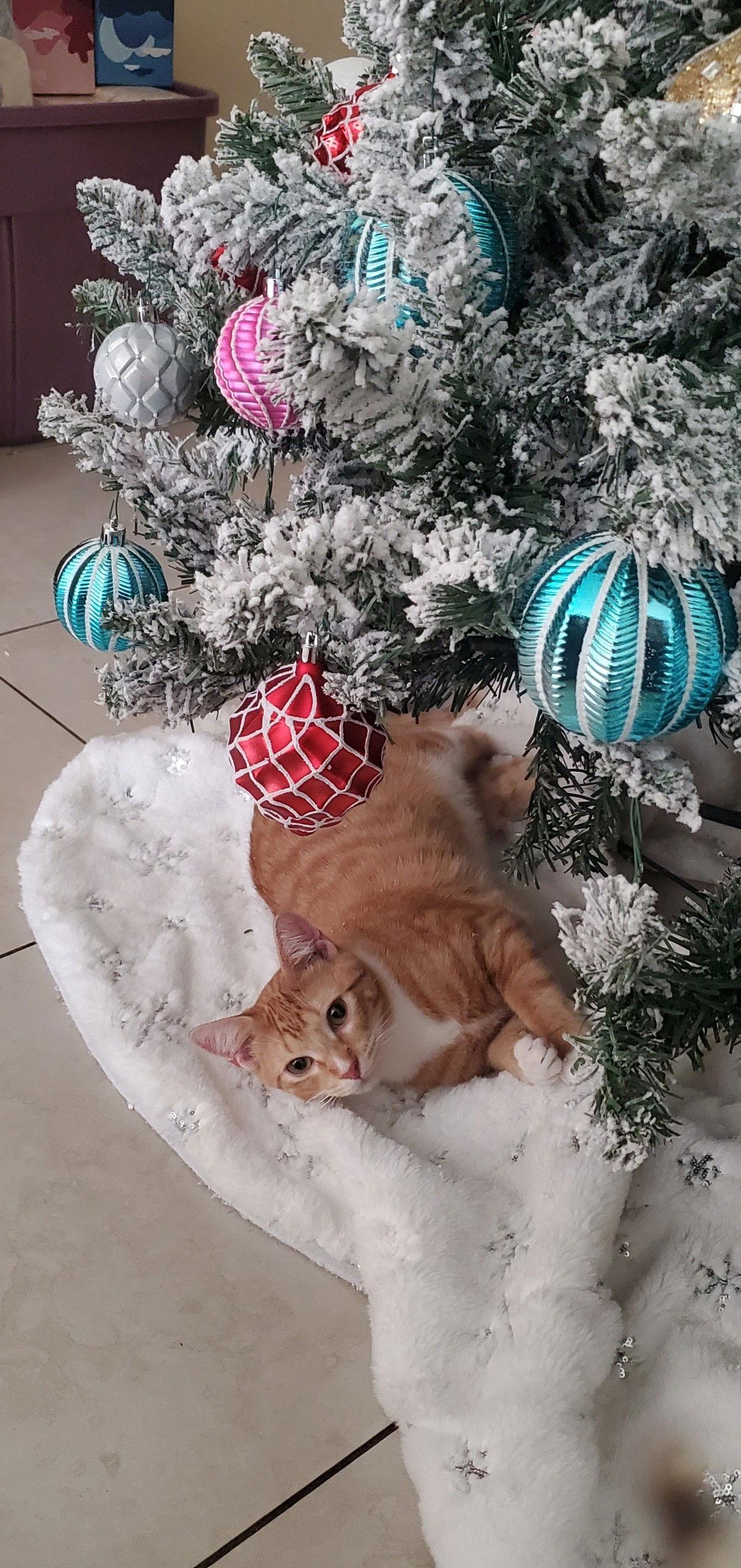 Enlarge Bart, a Adoptable American Shorthair in Oakland Park, FL image 2/3