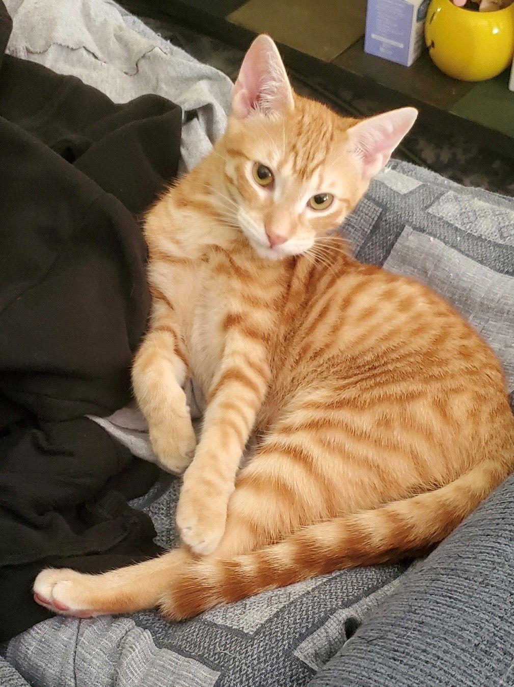 Enlarge Bart, a Adoptable American Shorthair in Oakland Park, FL image 3/3