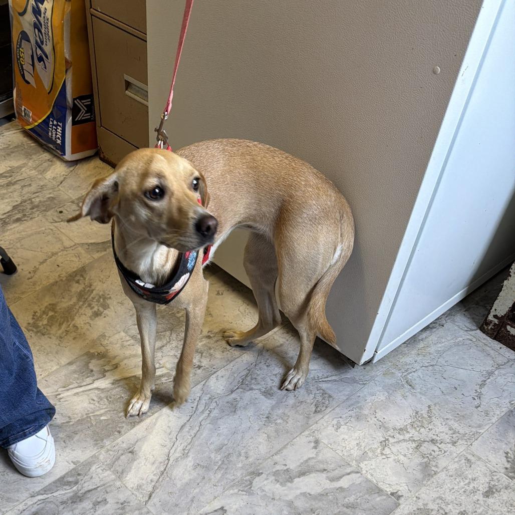 Mazie, Adoptable, Young Female Mixed Breed.