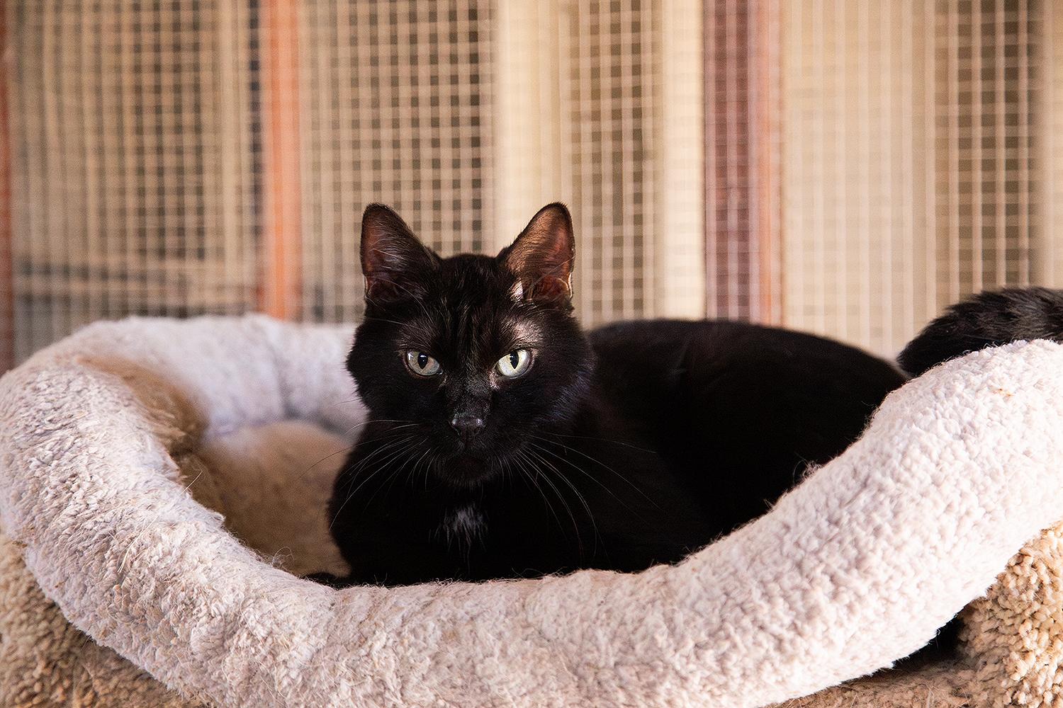 Clancy, a Adoptable Domestic Short Hair in Marana, AZ image 3/4