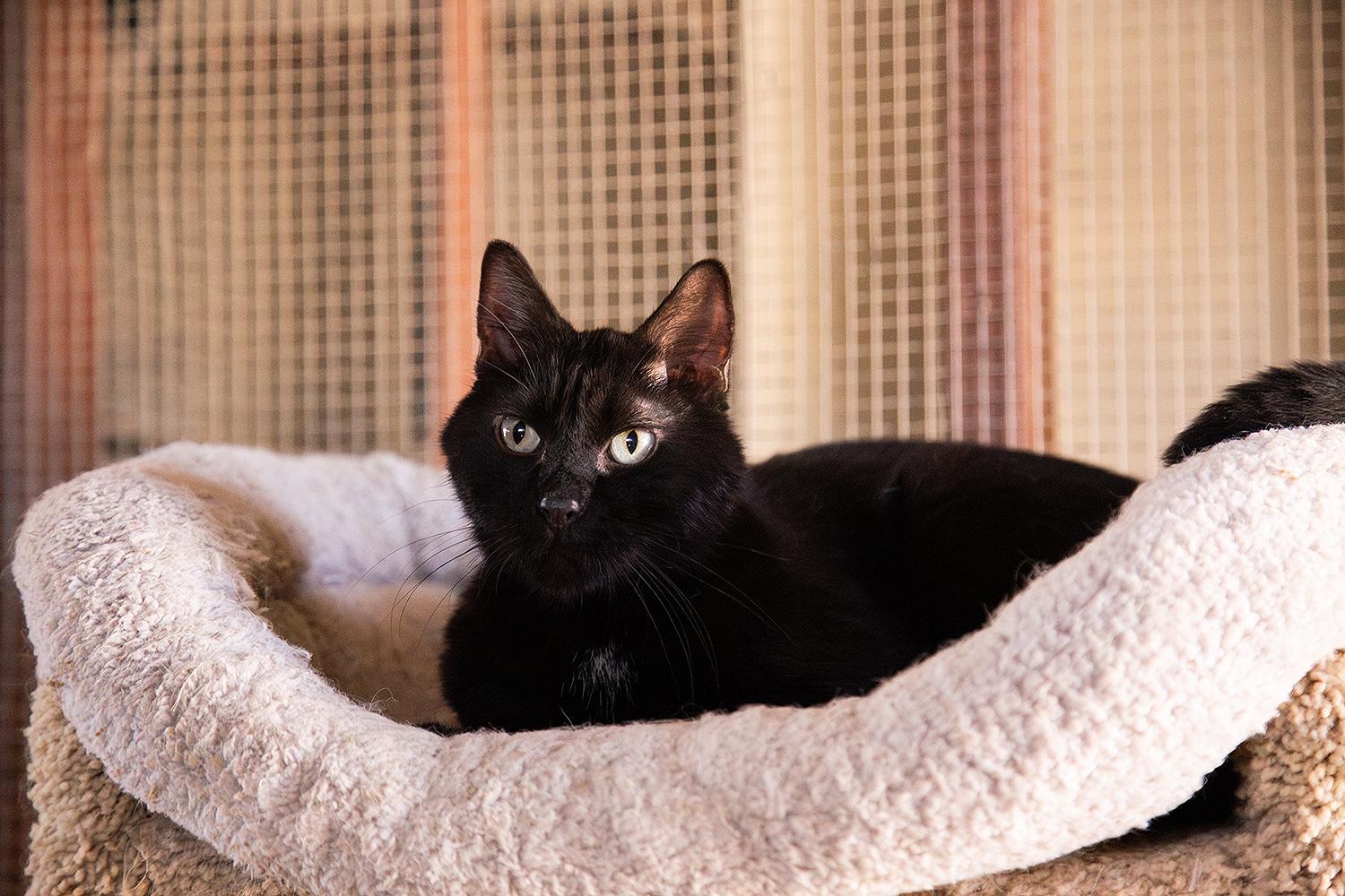 Clancy, Adoptable, Senior Male Domestic Short Hair.