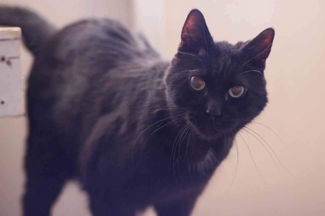 Clancy, a Adoptable Domestic Short Hair in Marana, AZ image 2/4