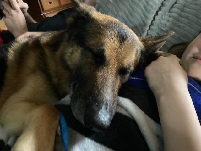 Enlarge Rafael, a Adopted German Shepherd Dog in Bellaire, MI image 1/3