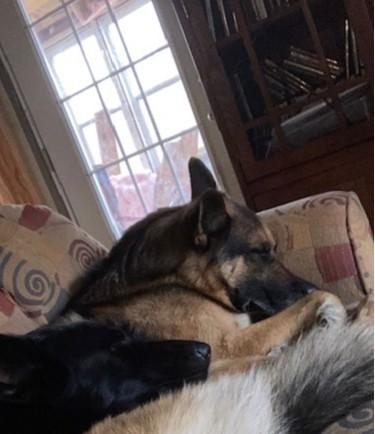 Enlarge Rafael, a Adopted German Shepherd Dog in Bellaire, MI image 2/3