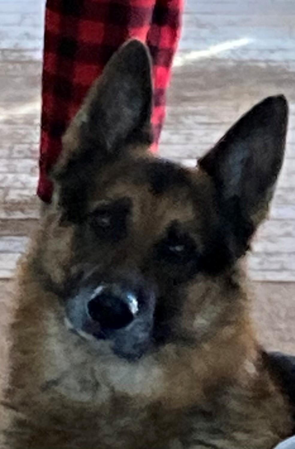 Enlarge Rafael, a Adopted German Shepherd Dog in Bellaire, MI image 3/3