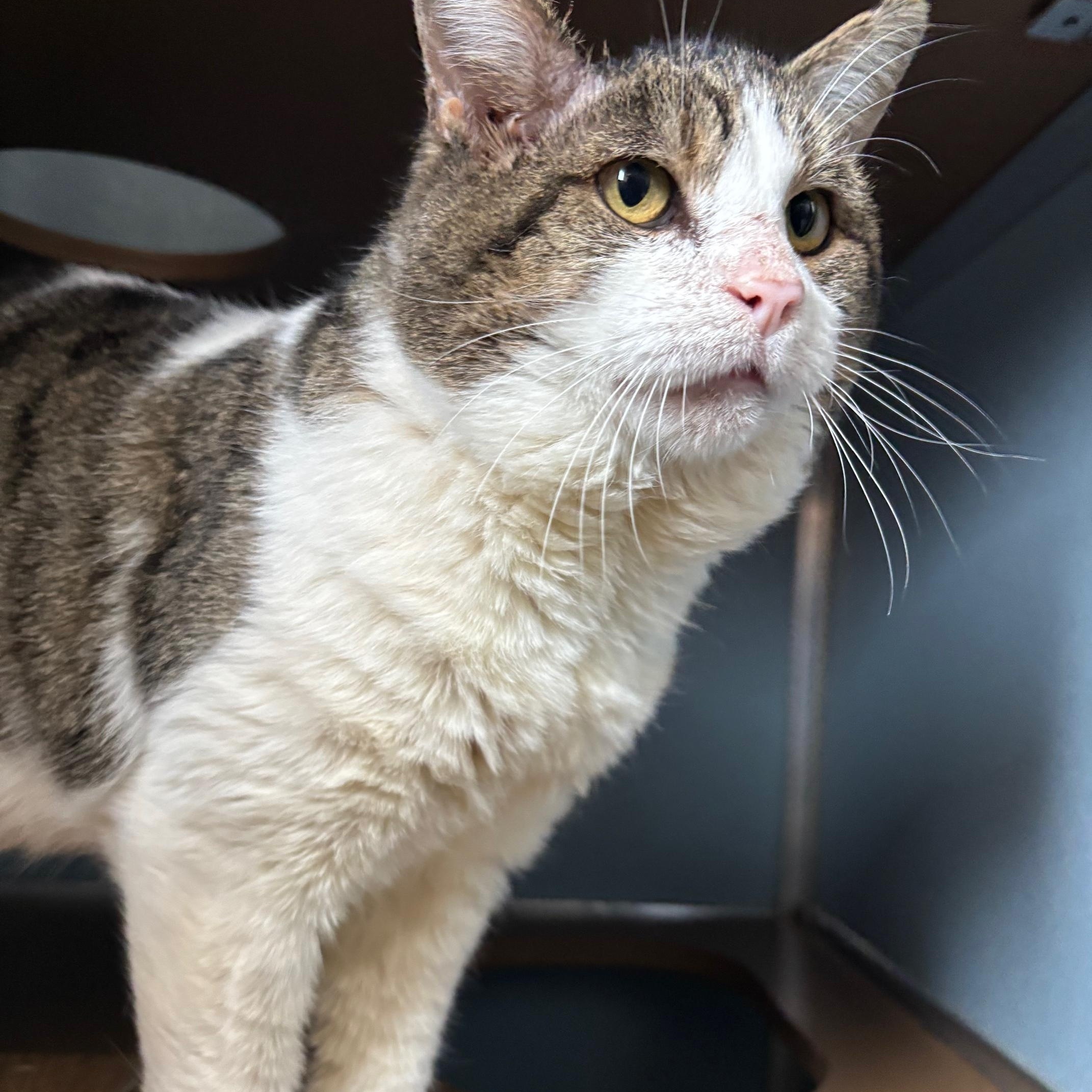 Jimmy, ADOPTABLE, Adult Male Domestic Short Hair.