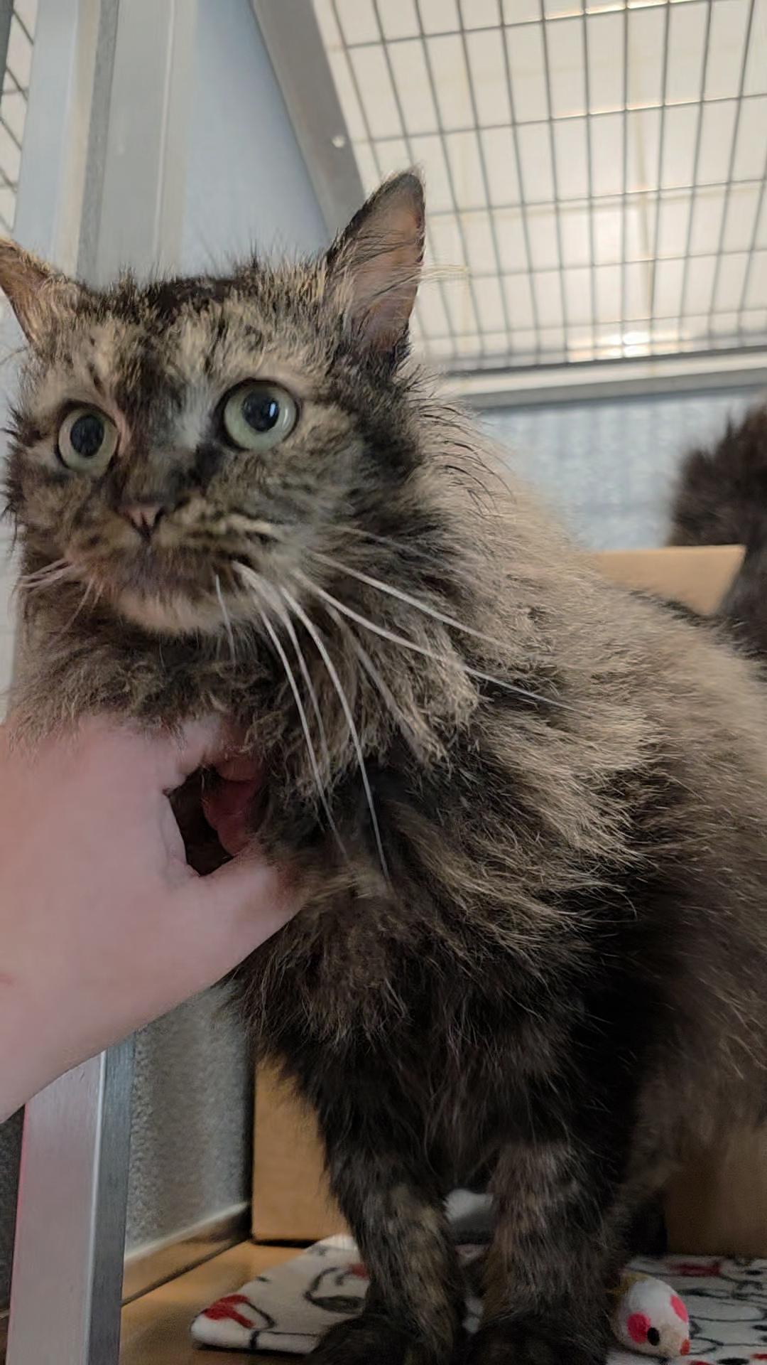 Enlarge Starlite, an adopted Domestic Long Hair in Renfrew, PA image 4/5