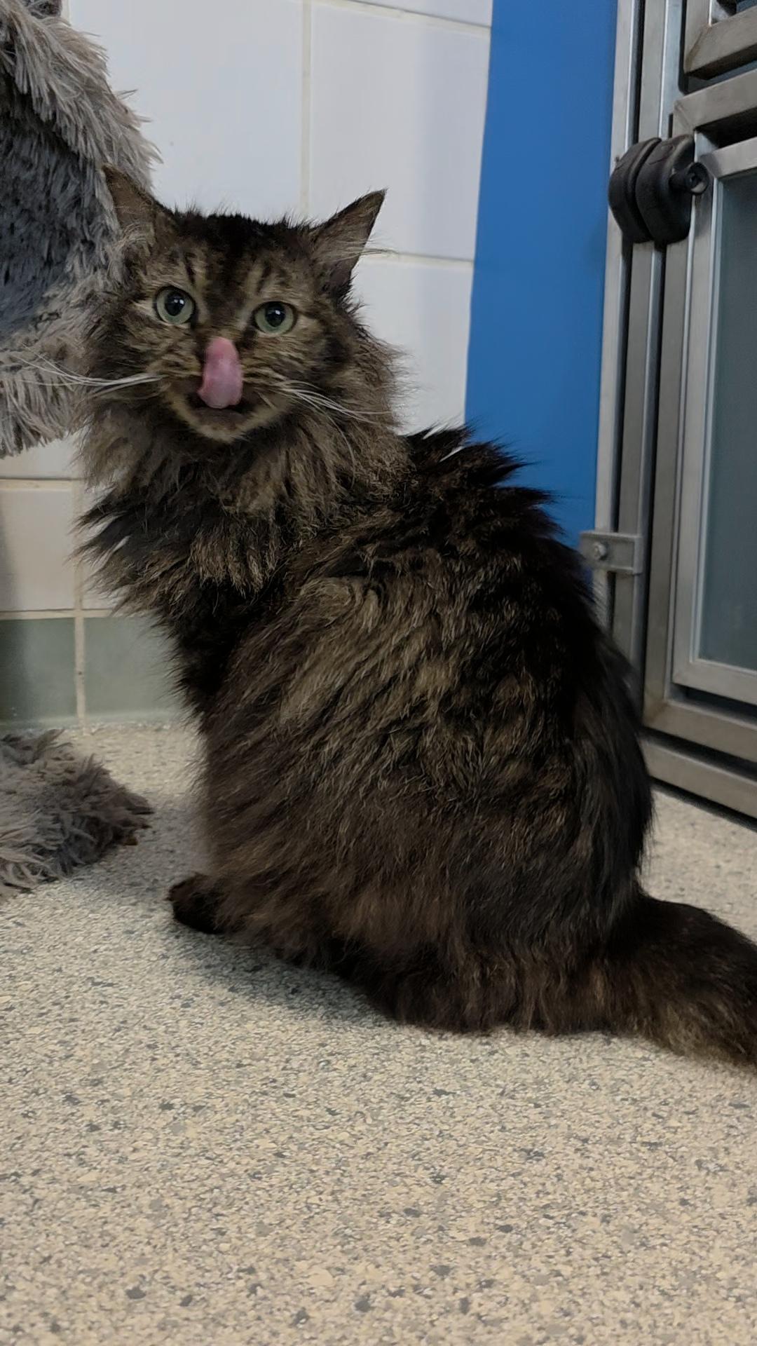 Enlarge Starlite, an adopted Domestic Long Hair in Renfrew, PA image 2/5