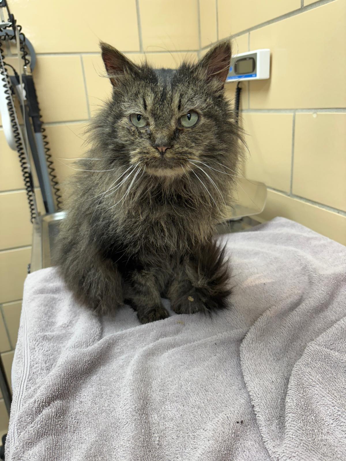 Enlarge Starlite, an adopted Domestic Long Hair in Renfrew, PA image 3/5