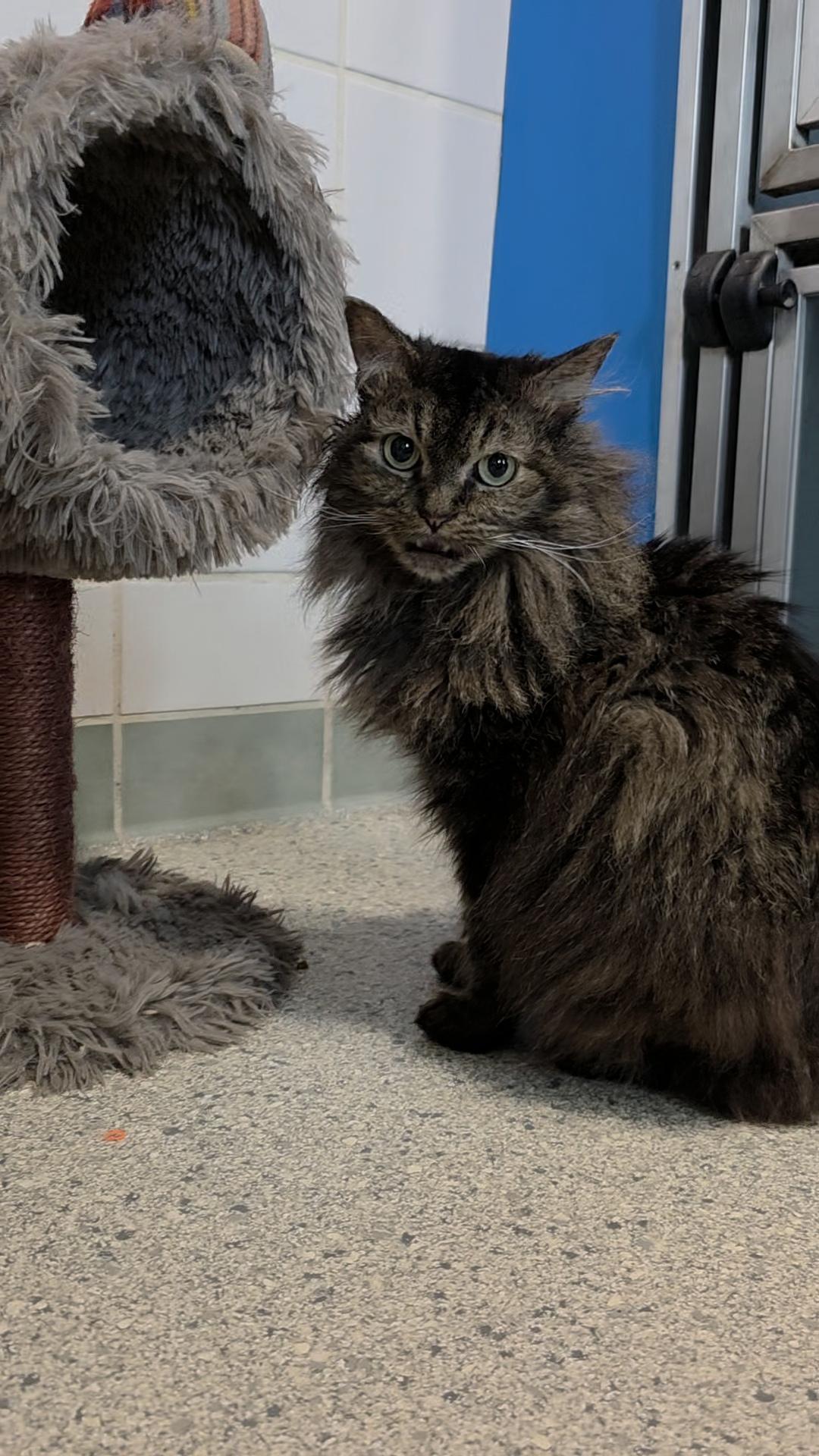 Enlarge Starlite, an adopted Domestic Long Hair in Renfrew, PA image 5/5