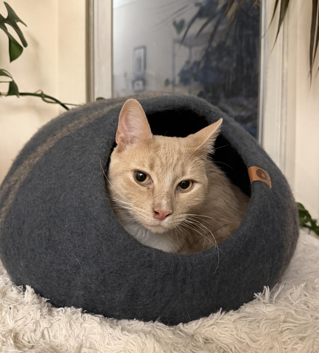 Watermelon , adopted, Young Male Domestic Short Hair & Tabby.