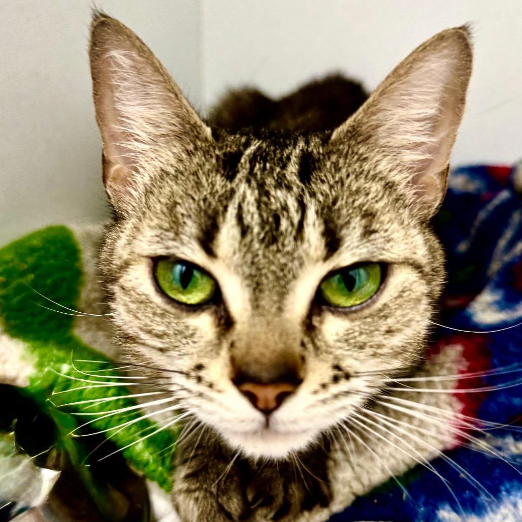 Jinx, Adoptable, Adult Female Domestic Short Hair.