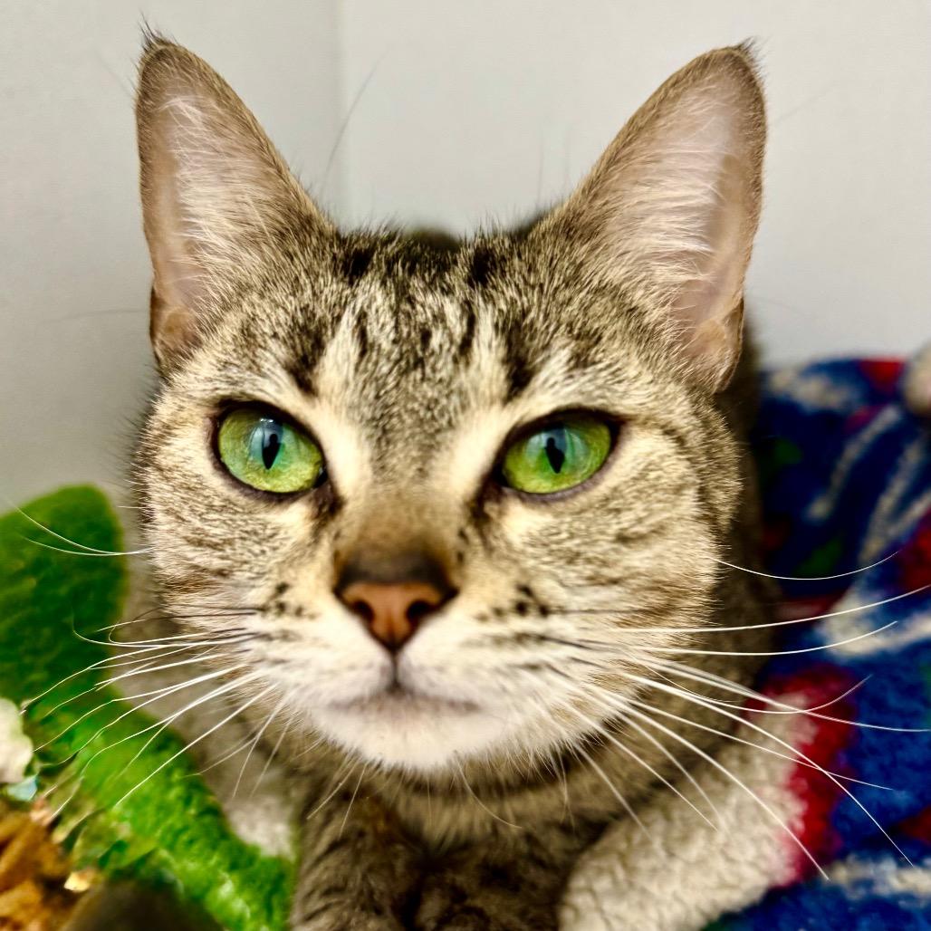 Enlarge Jinx, a Adoptable Domestic Short Hair in Franklin, NC image 2/6