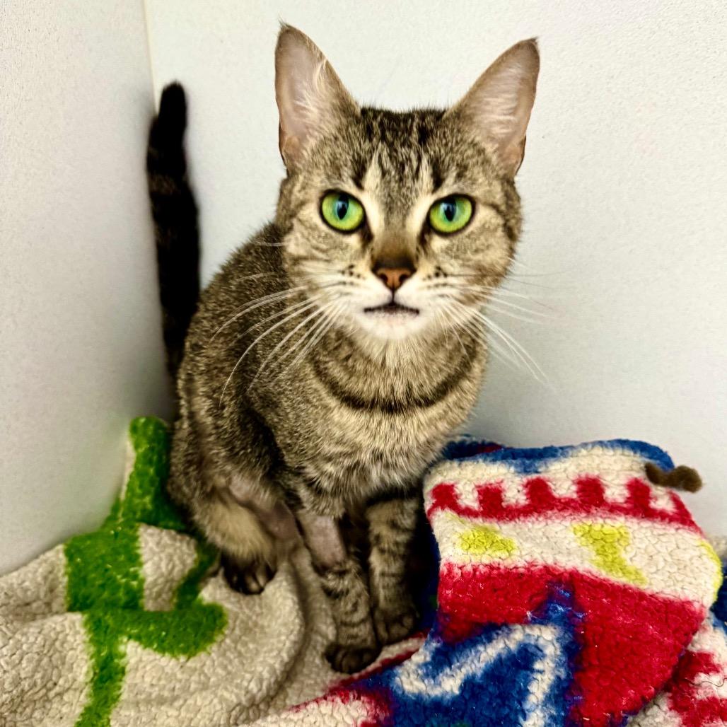 Enlarge Jinx, a Adoptable Domestic Short Hair in Franklin, NC image 3/6
