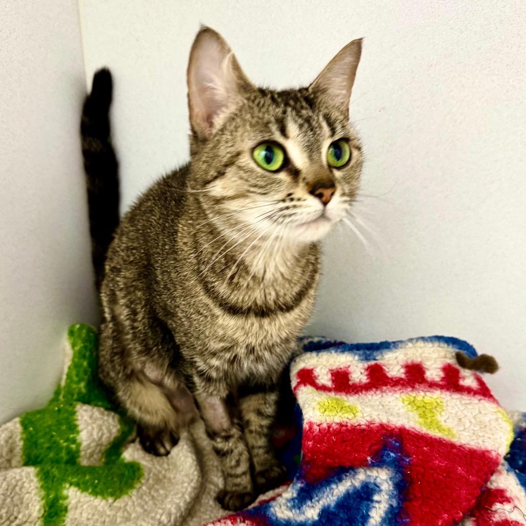 Enlarge Jinx, a Adoptable Domestic Short Hair in Franklin, NC image 4/6