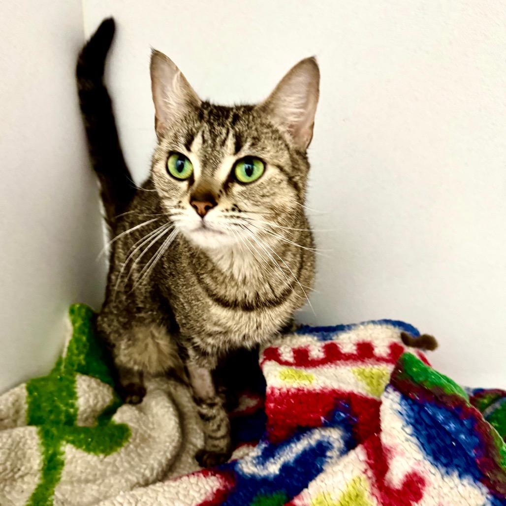 Enlarge Jinx, a Adoptable Domestic Short Hair in Franklin, NC image 5/6