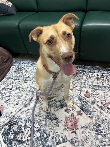 Enlarge SAKURA, a Adoptable mixed breed in Dayton, OH image 1/1