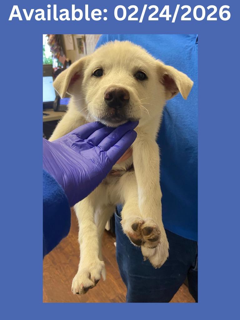 Enlarge Dog Kennel #26, a Adoptable mixed breed in Greenville, TX image 1/1