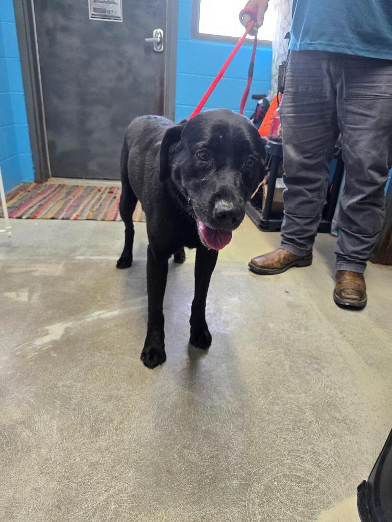 Dublin, Adoptable, Adult Male Labrador Retriever.