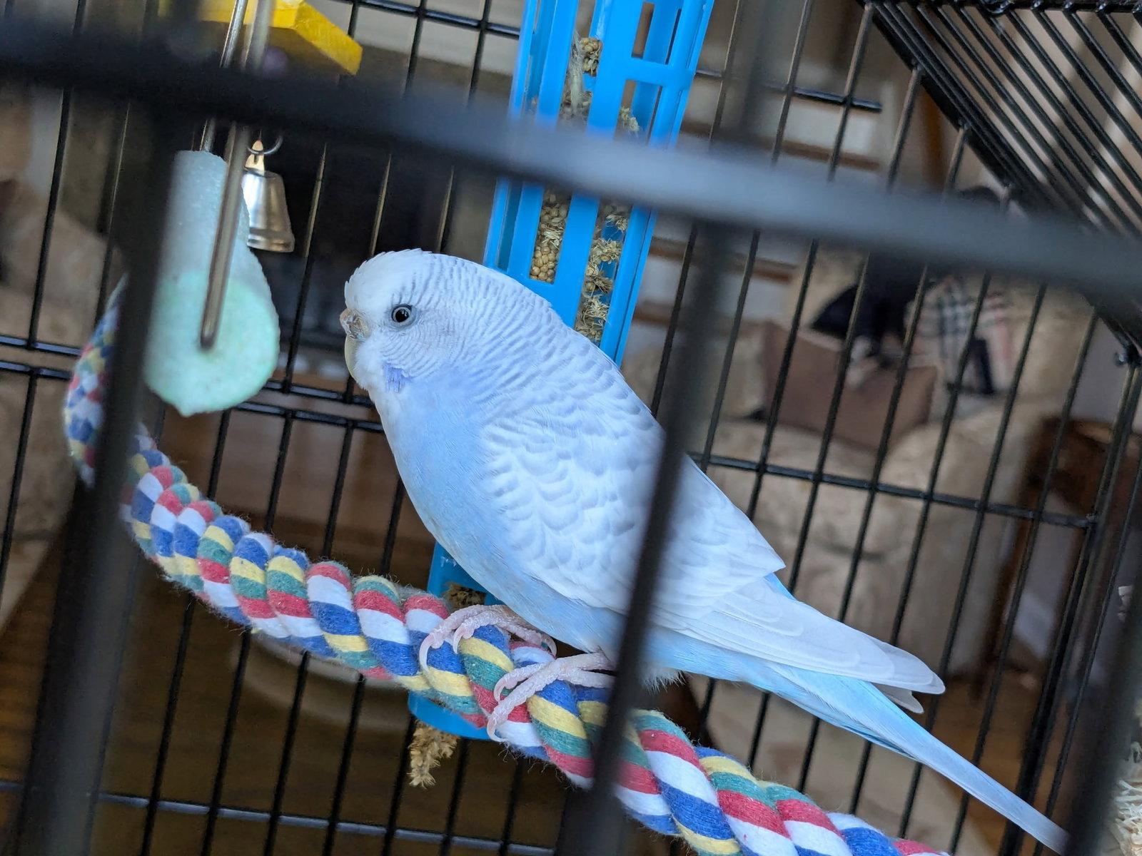 Pixie, Adopted, Young Female Budgie / Budgerigar.